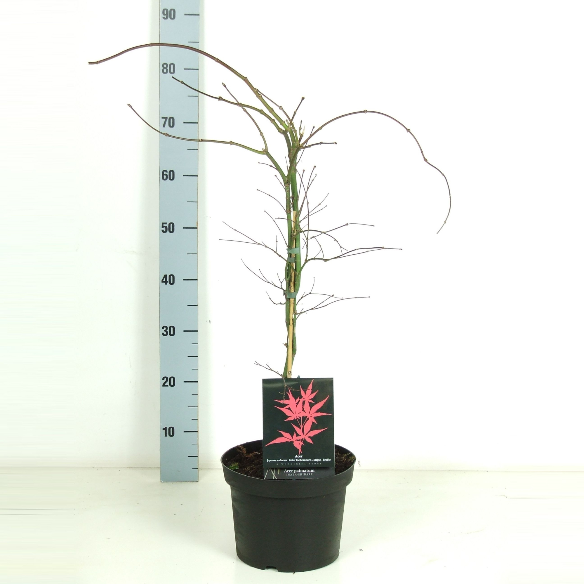 Acer palmatum 'Inaba-shidare' P23 Full CC, D 23