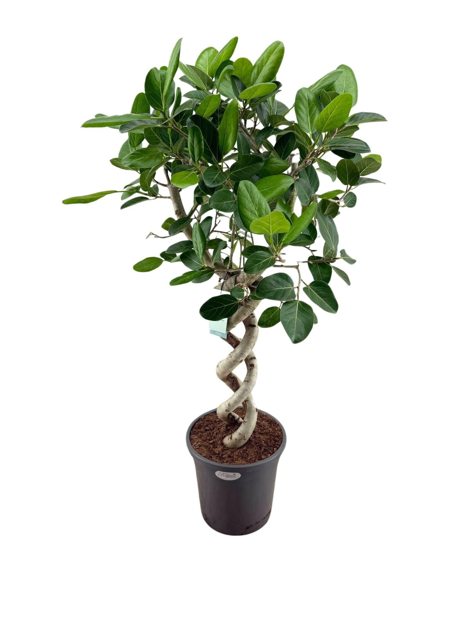 Ficus Benghalensis Audrey dubbel spiraal p31, D 31 cm