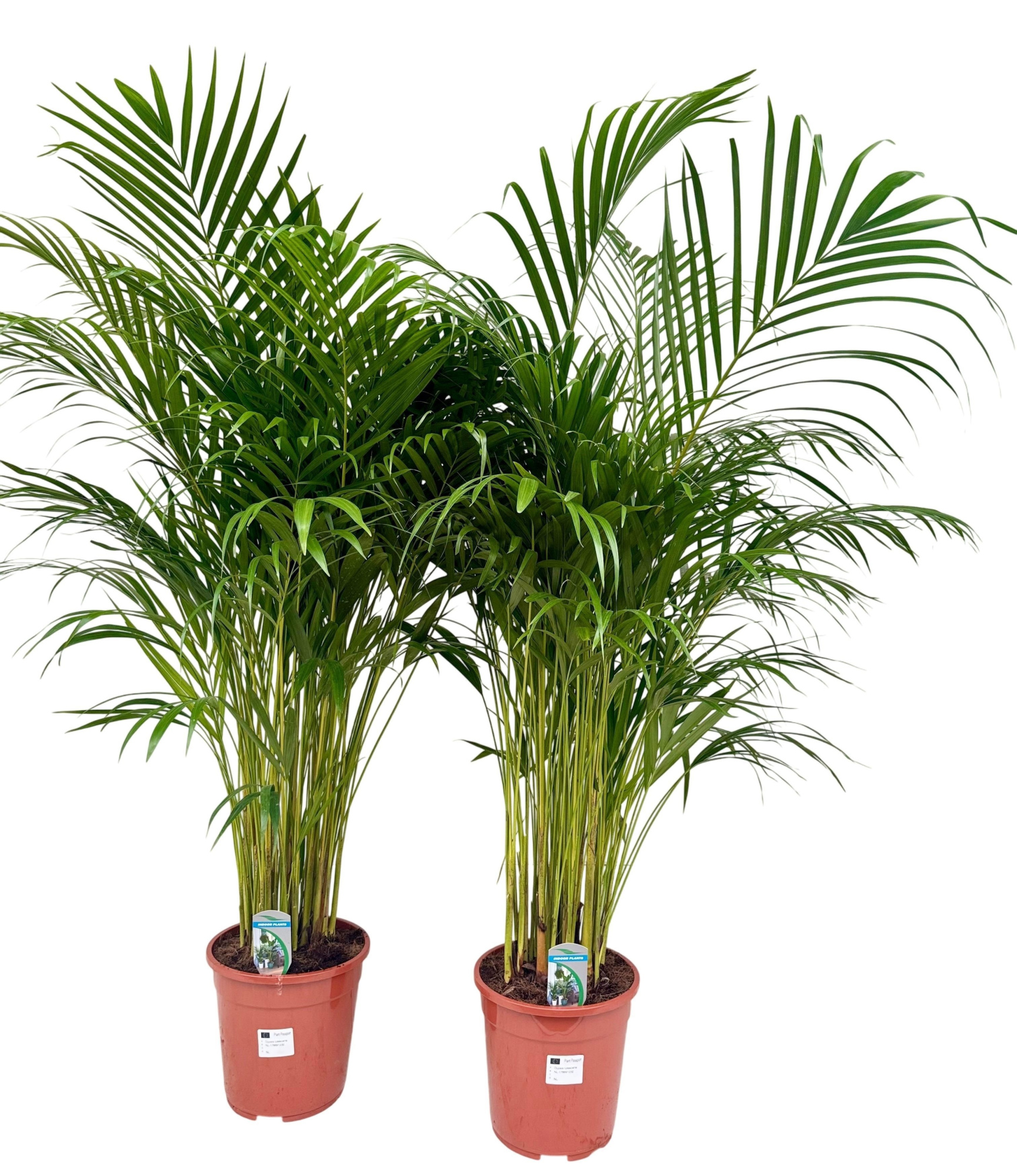 Dypsis lutescens P24 H130, D 24