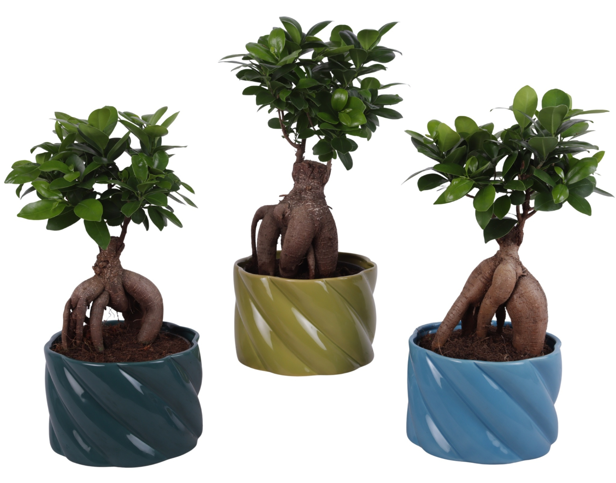 Ficus m. Ginseng Ball Shape Ø15cm in Ø17cm Ceramic FB674, D 17