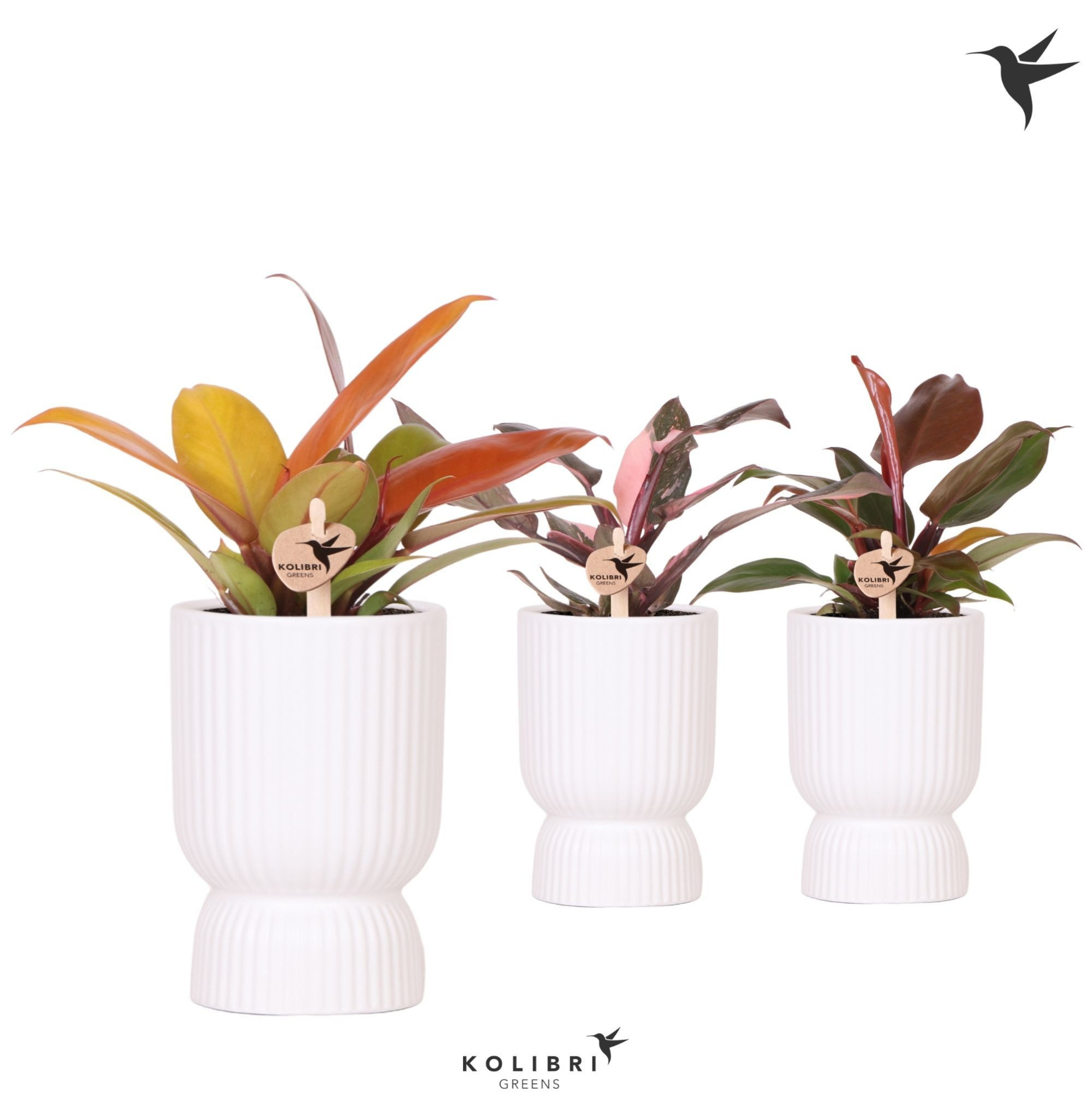 Kolibri Greens Philodendron mix in Diabolo pot white, D 9
