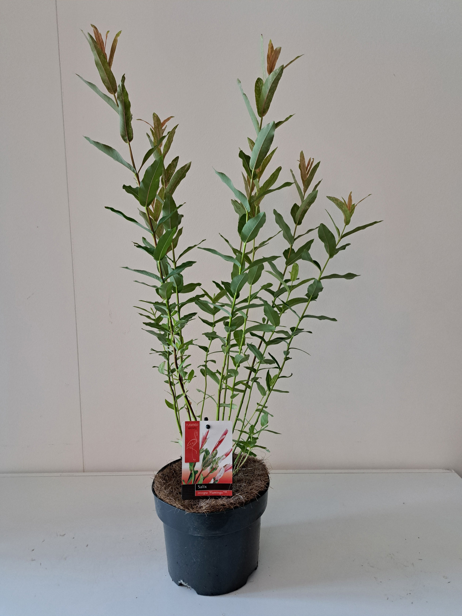 Salix Flamingo bush p17, D 17 cm