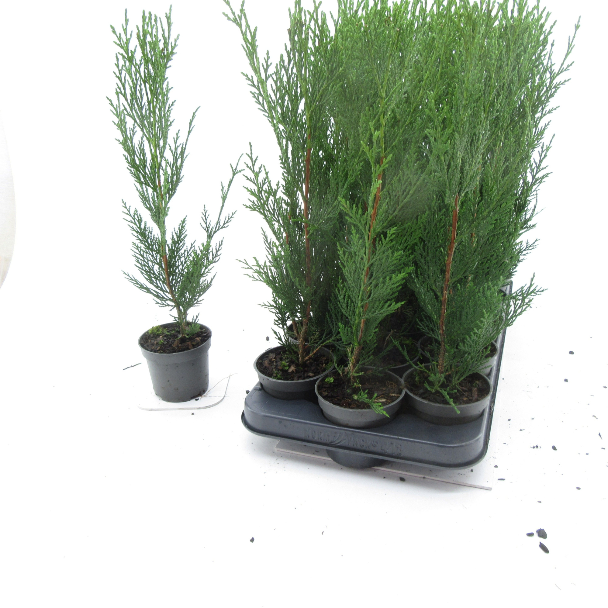 Cupressocyparis 2001, D 9 cm