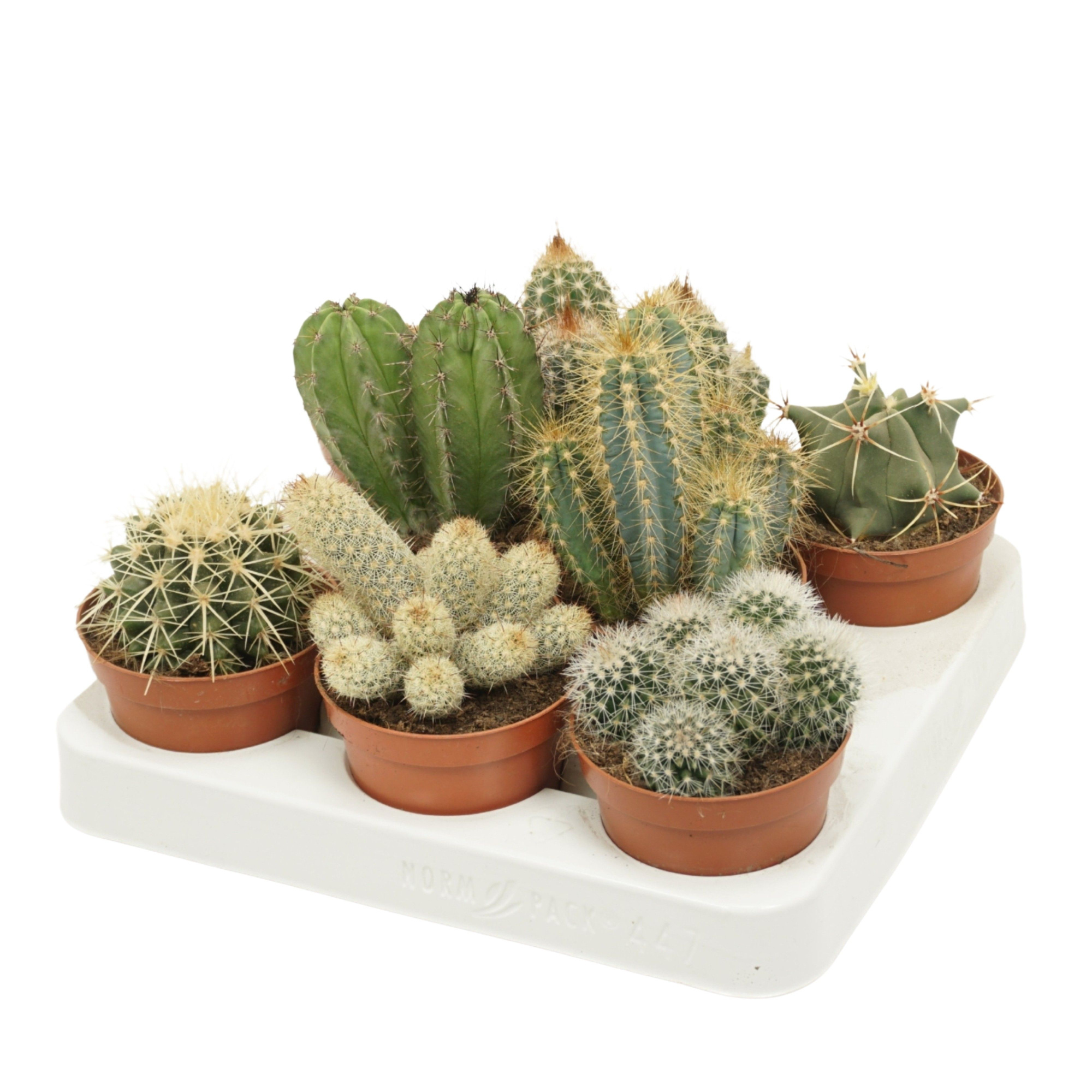 Cactus mix 8,5 cm in 8 gaats tray, D 8,5
