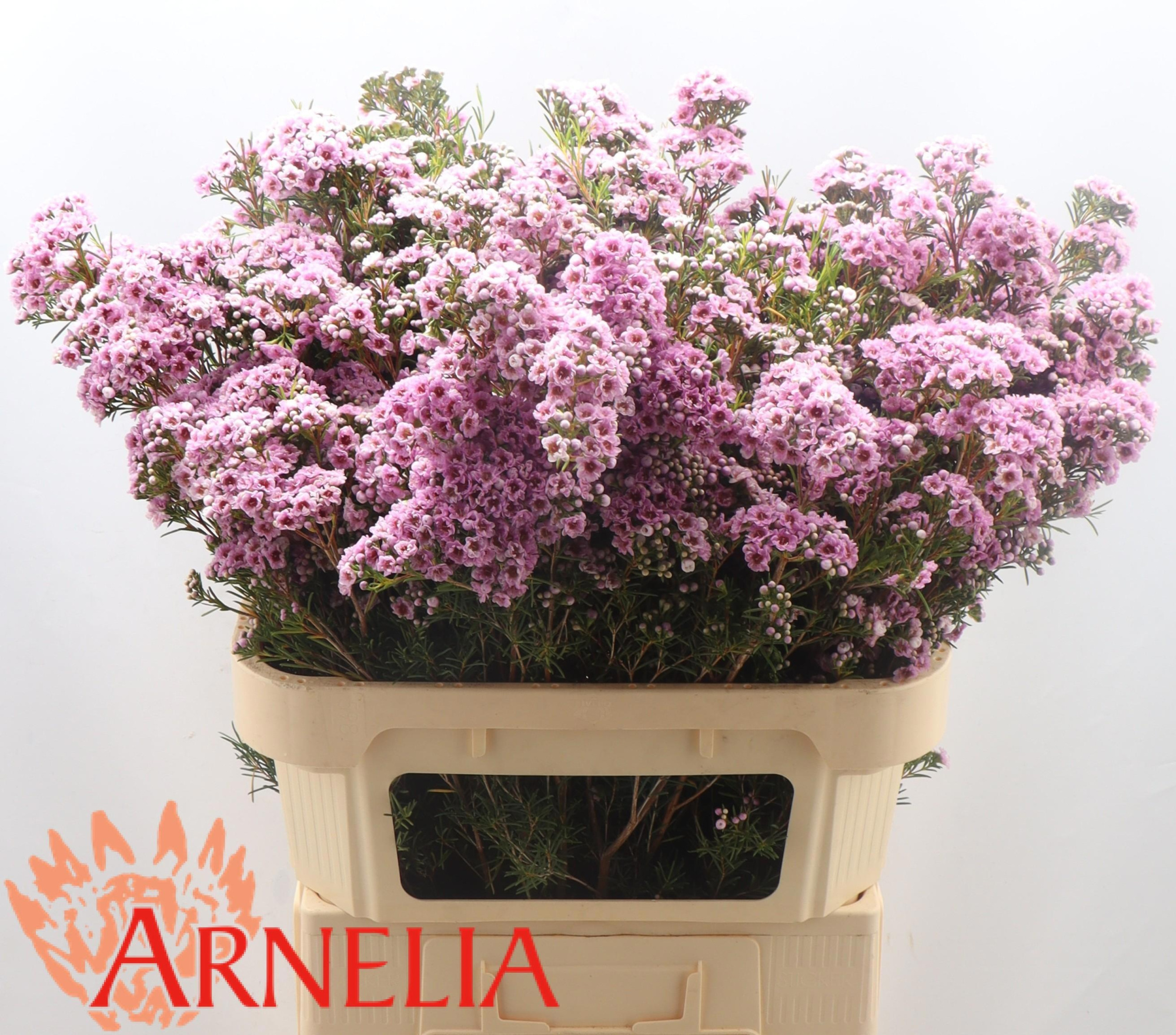 Шамелациум Жизель 80, шт.