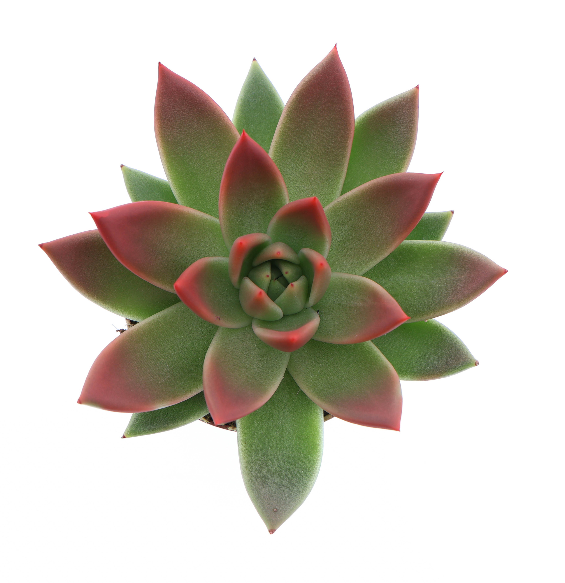 Miranda tips red, D 8,5 cm