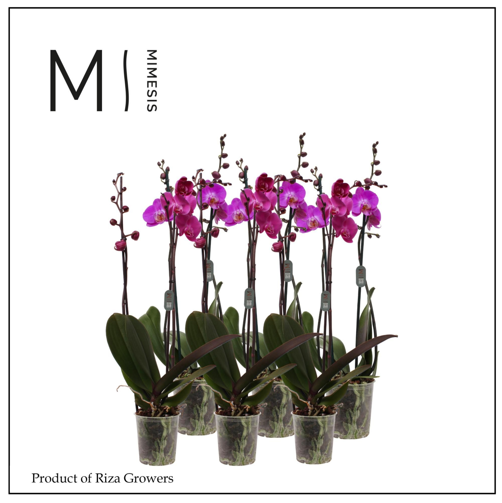 Phalaenopsis Dark Pink 2 spike - 12cm | Mimesis, D 12 cm