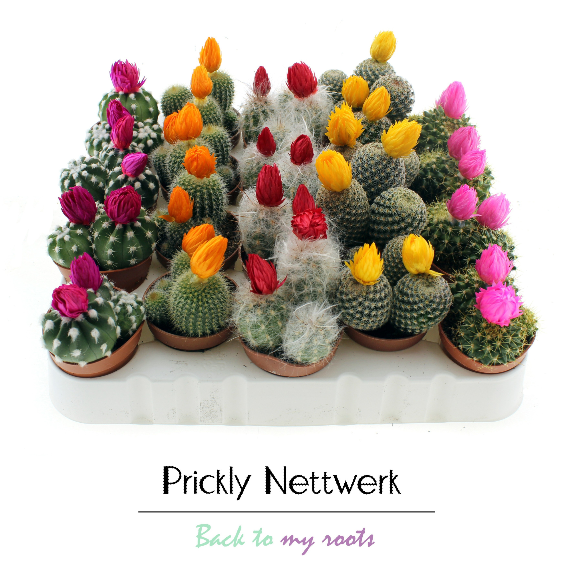 Cactus 5,5 cm met disco bloemen ( geplakt ), D 5,5