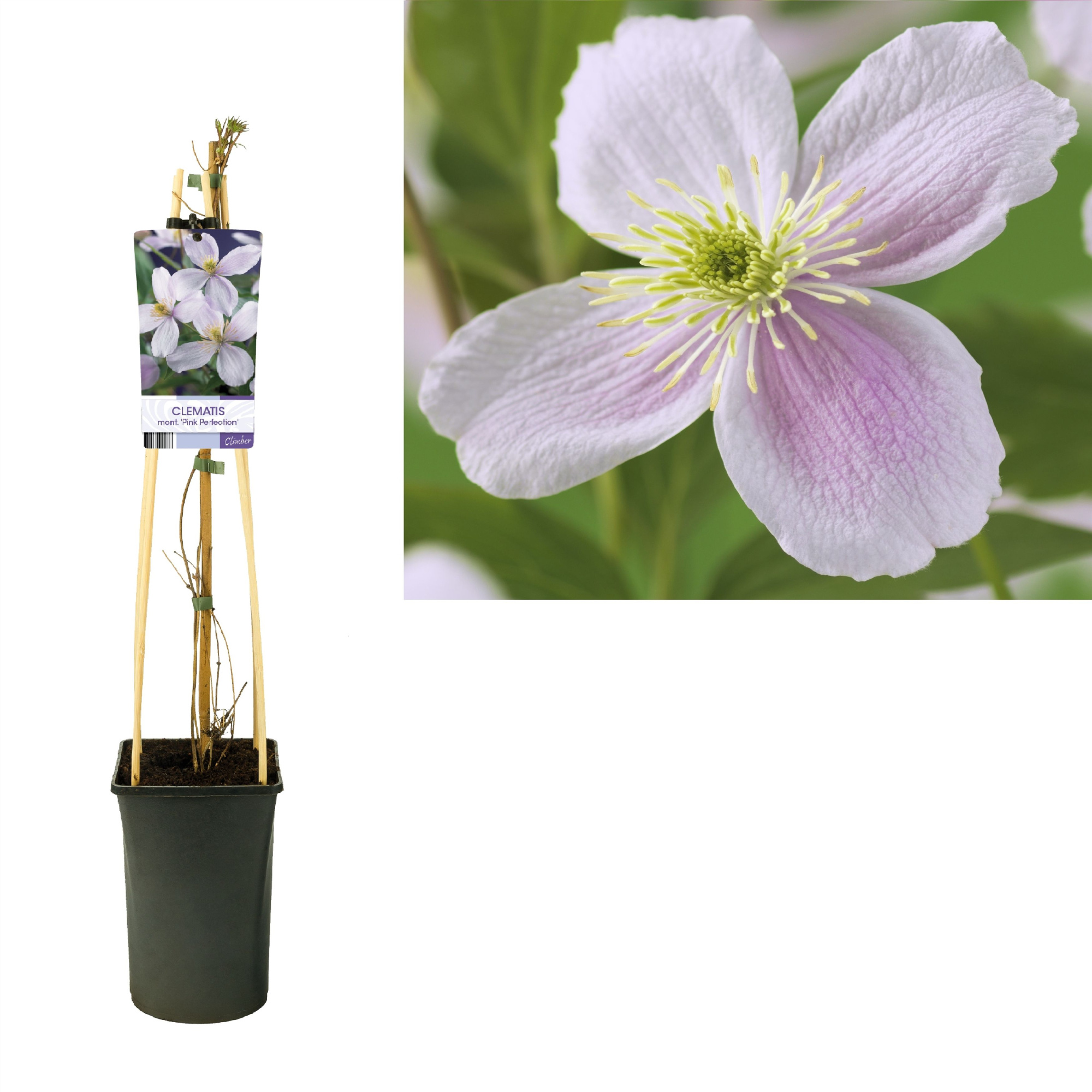 Clematis montana 'Pink Perfection' +light label, D 17 cm