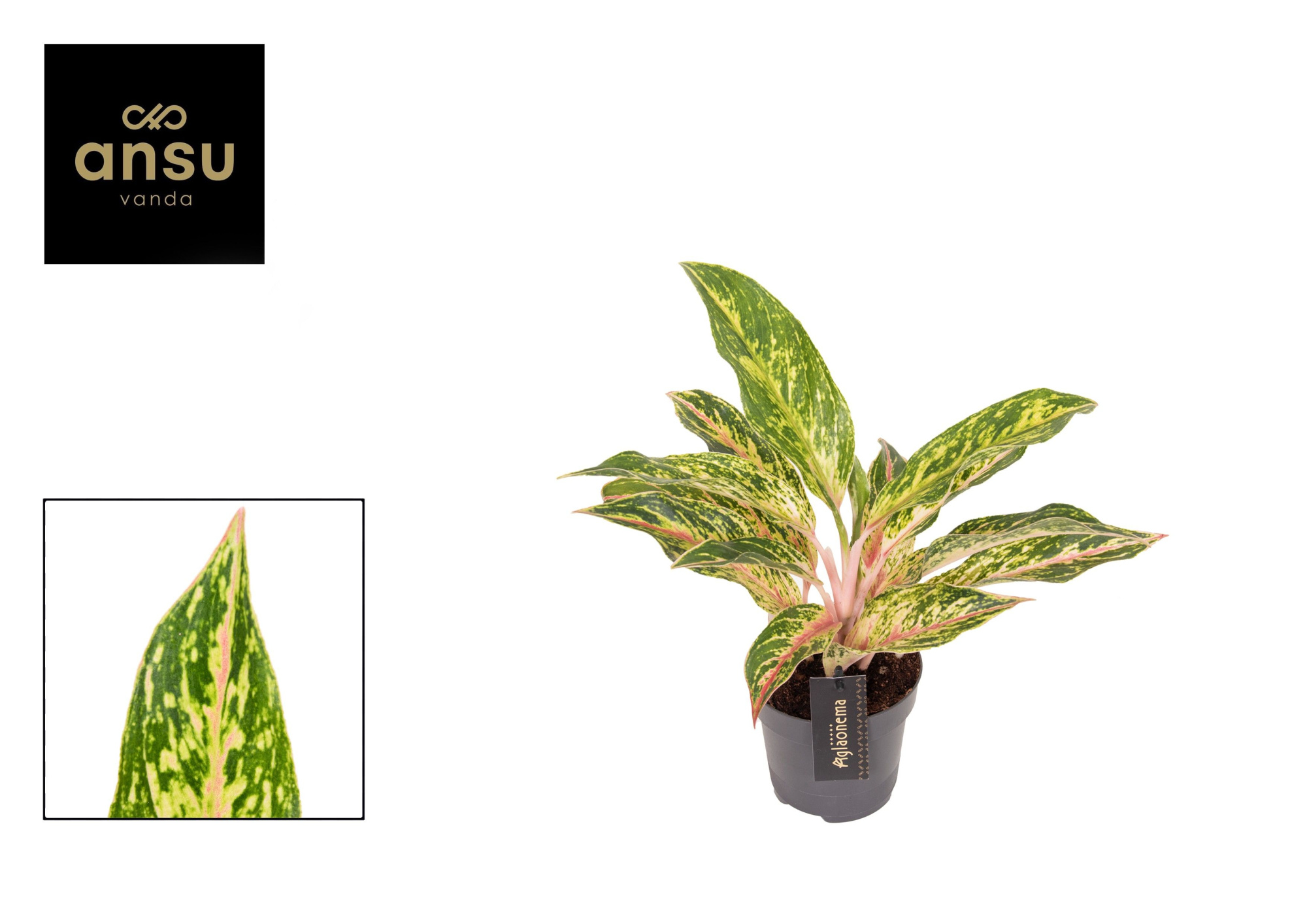 Aglaonema Twiggy Red, D 12 cm