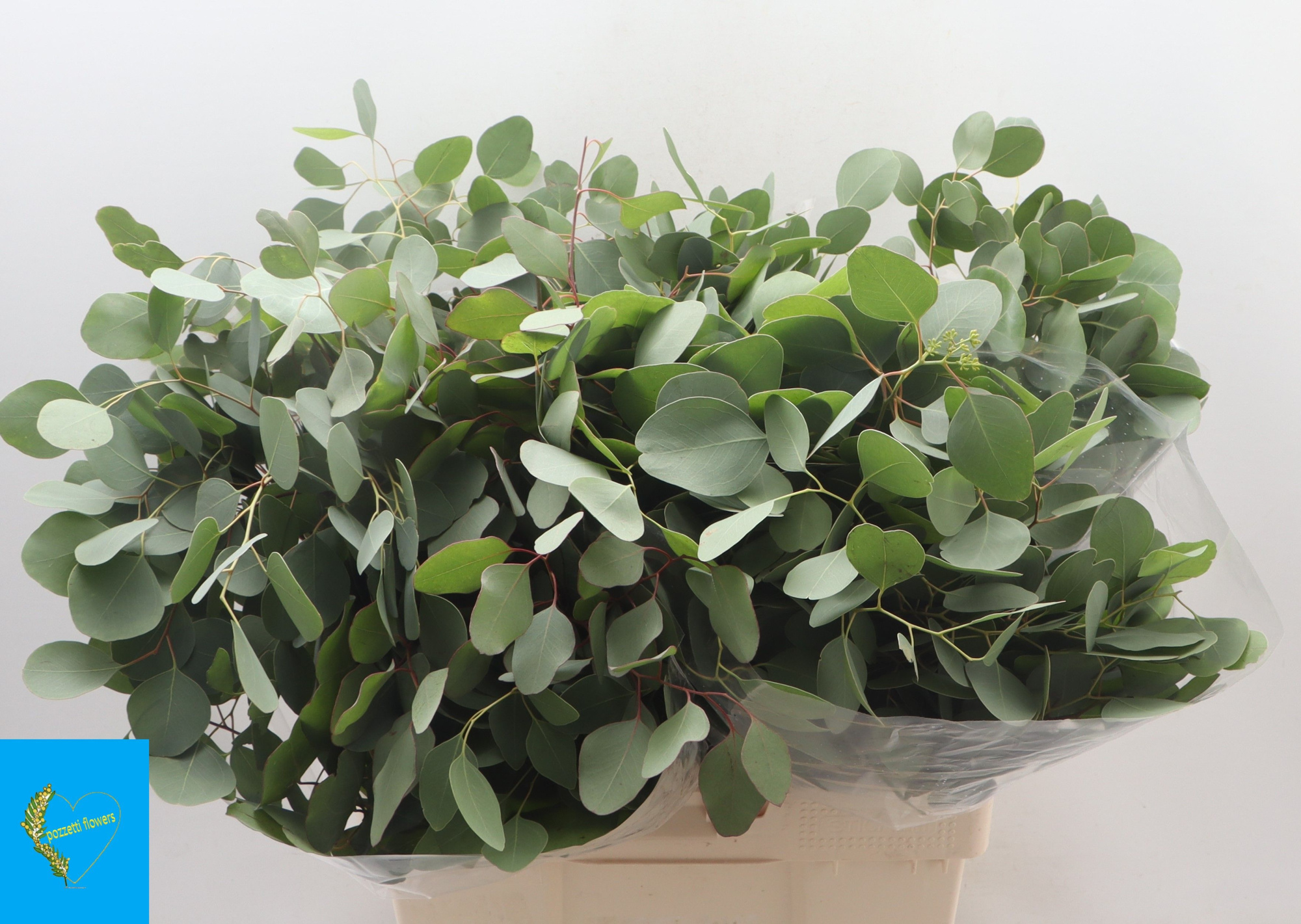 Эвкалипт Палиантемос за пучок 70, пуч.