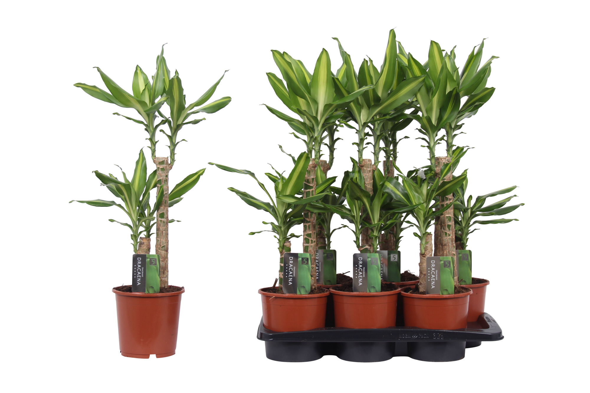 Dracaena Mass Coast, 17 cm pot, D 17