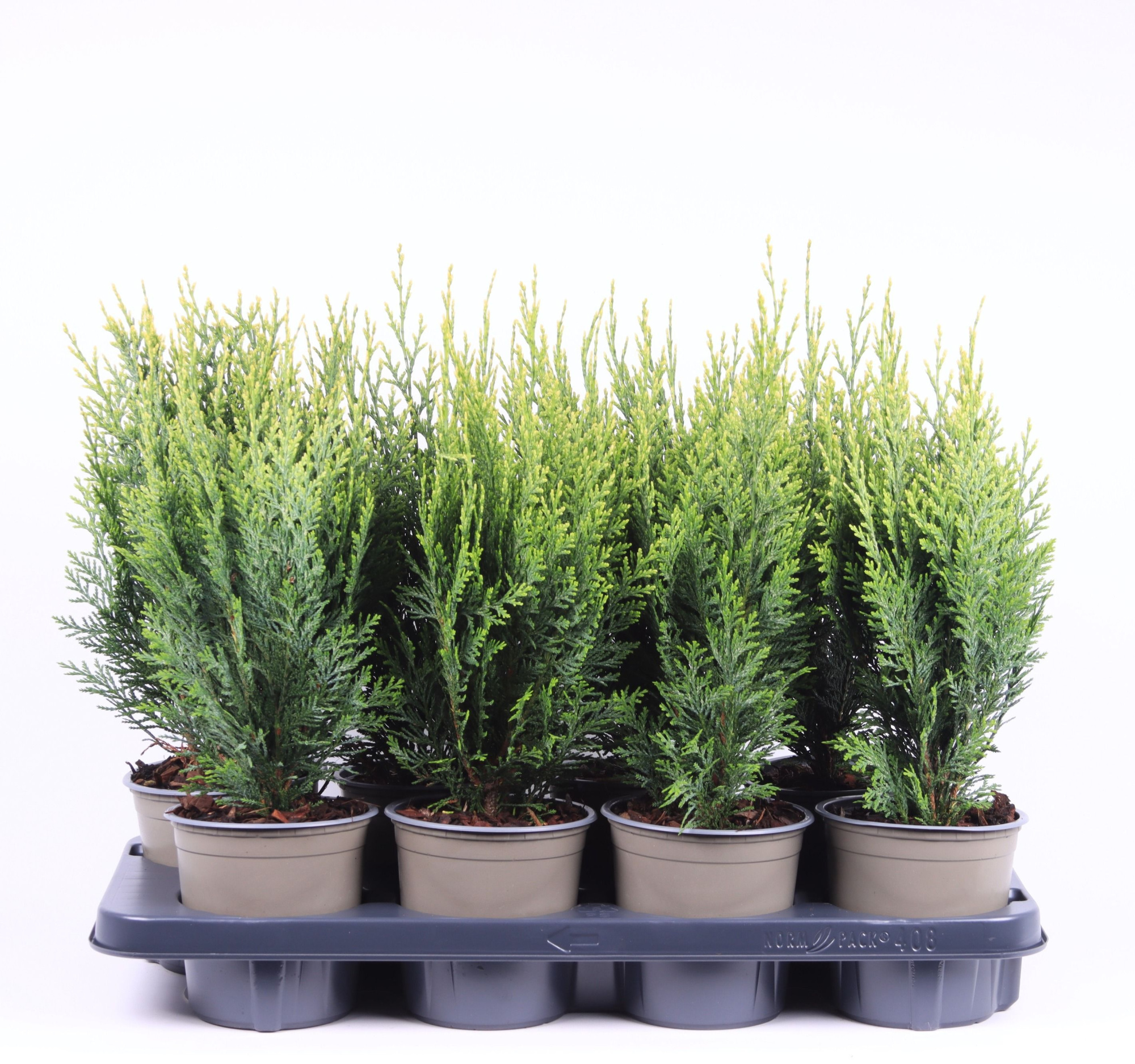 Chamaecyparis lawsoniana 'White Spot', D 13