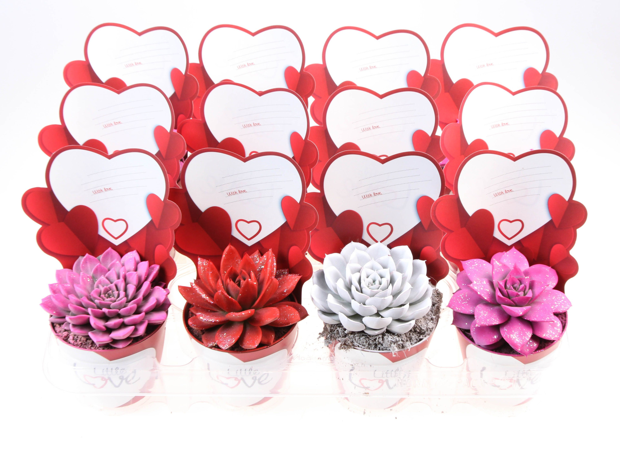 Potcover little love echeveria rainbow mix + glitter, D 8,5 cm