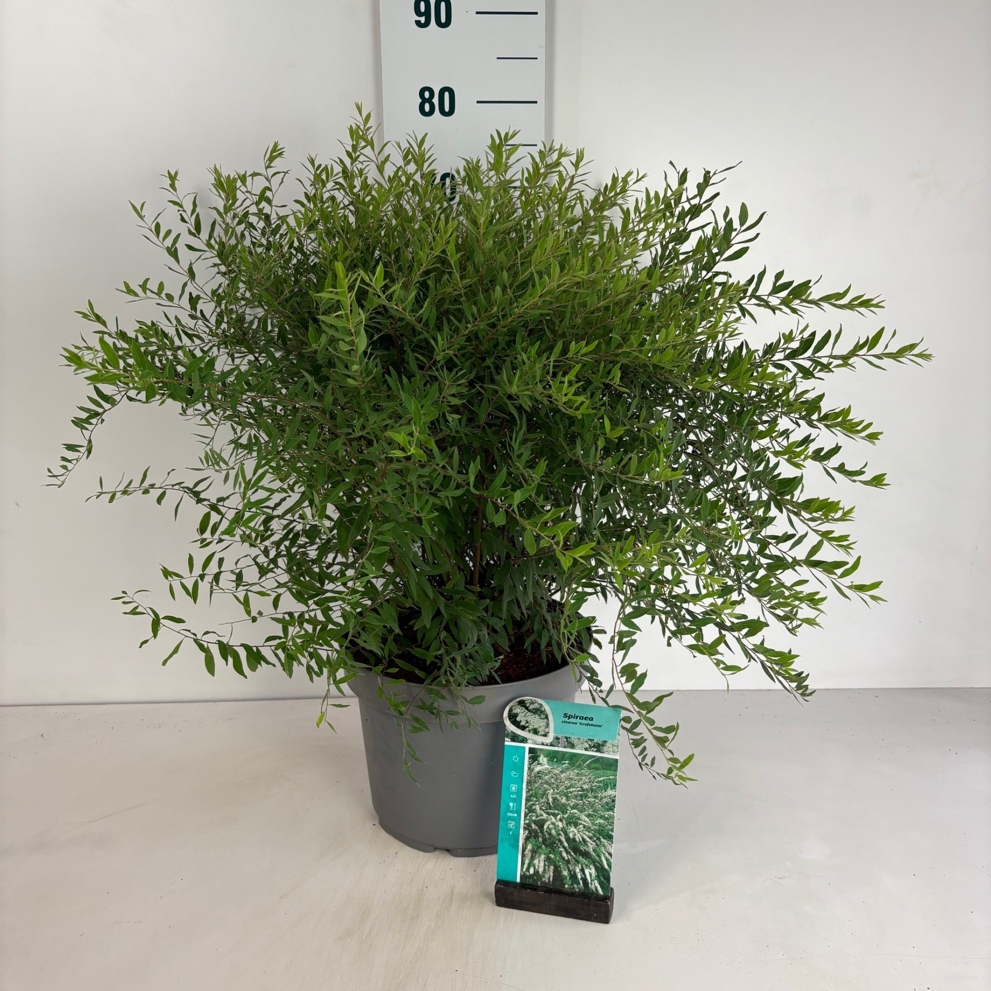 Spiraea cinerea Grefsheim, D 29 cm