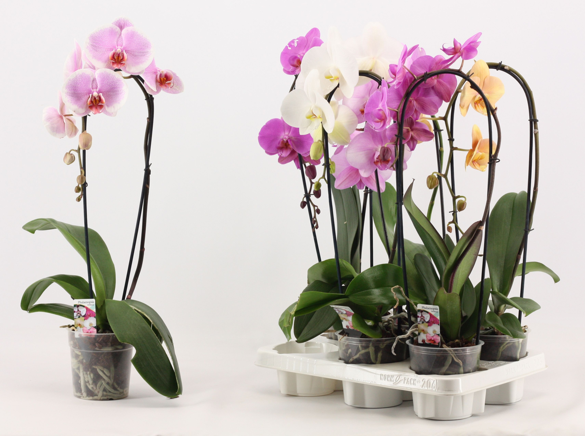 Phalaenopsis cascade 1 tak A2, D 12 cm