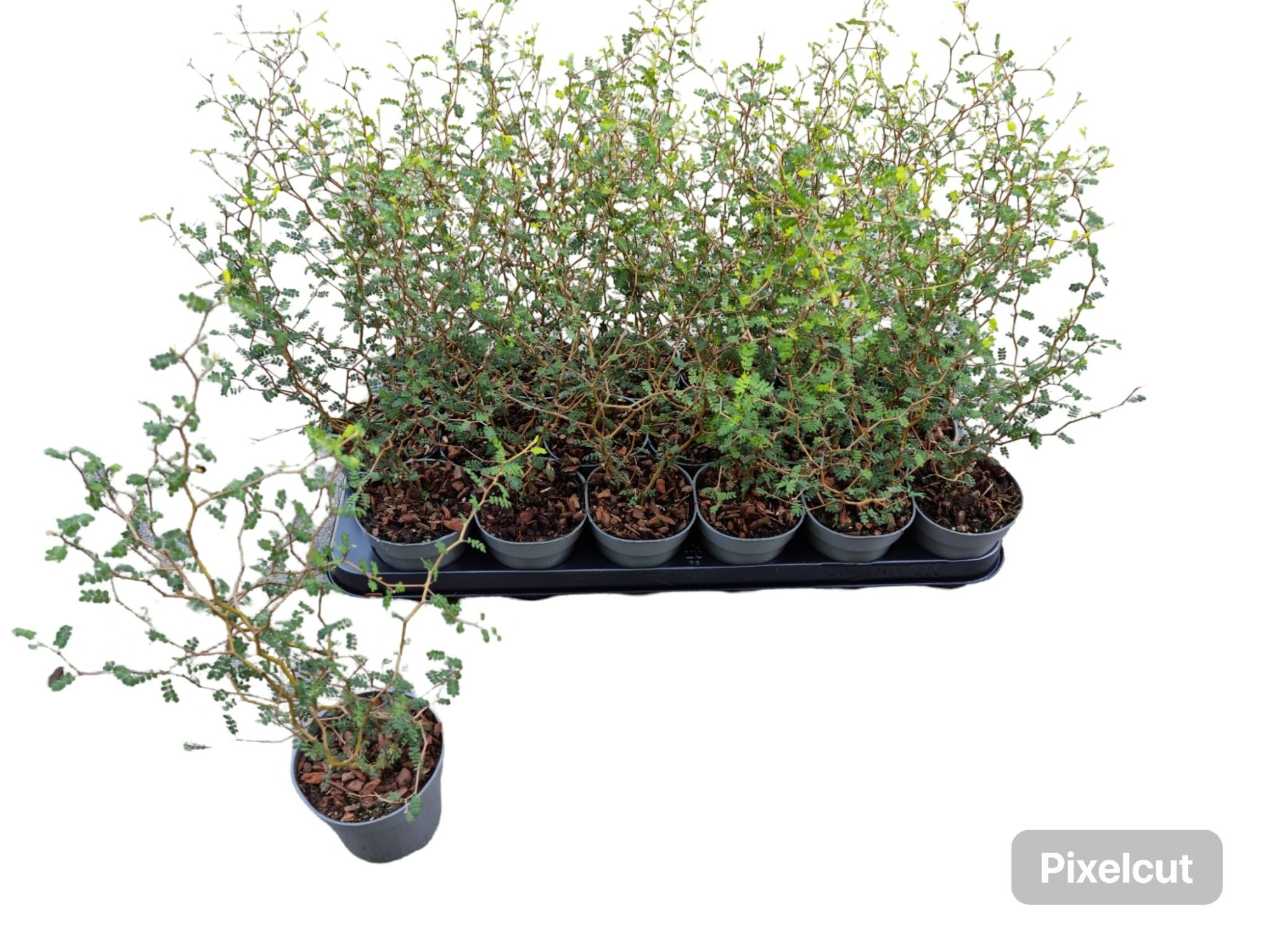 Sophora 'Little Baby', D 9 cm