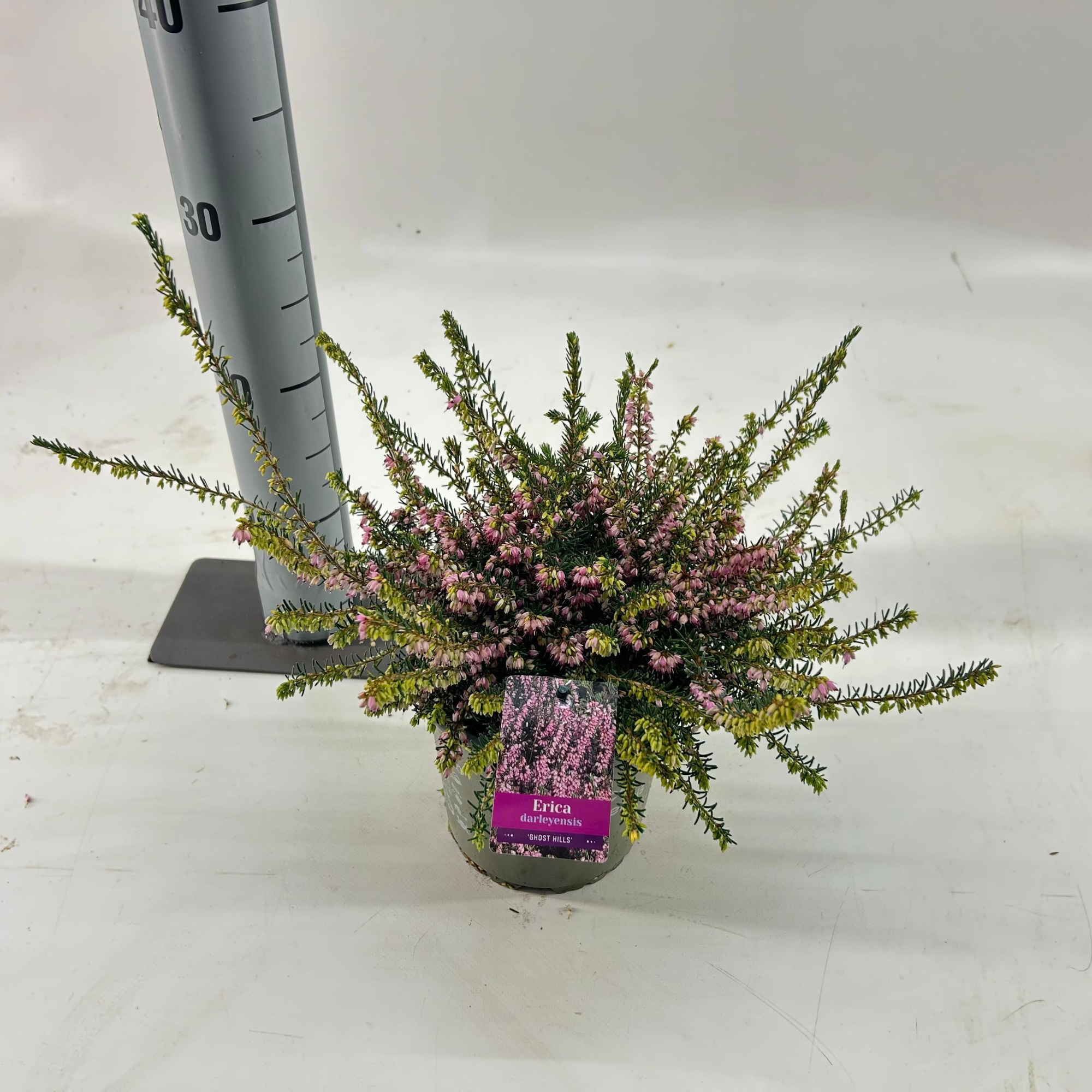 Erica darl. 'Ghost Hills', D 15