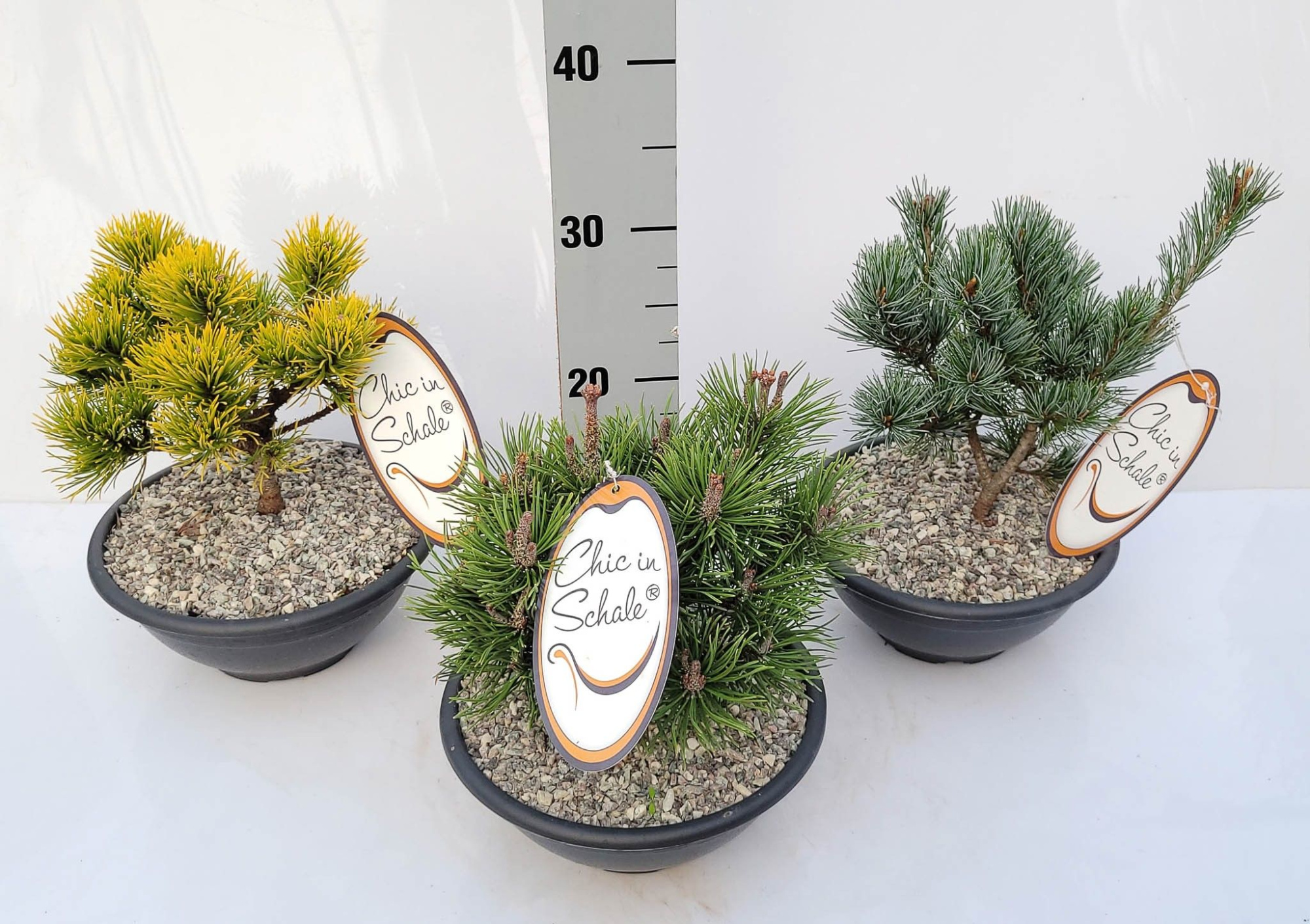 Pinus Mix Chic in Schale® Schale 2l 15-20, D 20 cm