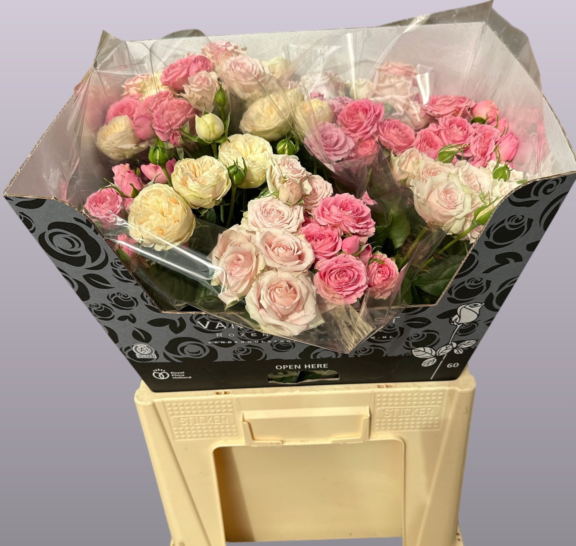 Роза куст. Микс в баке 50, шт.