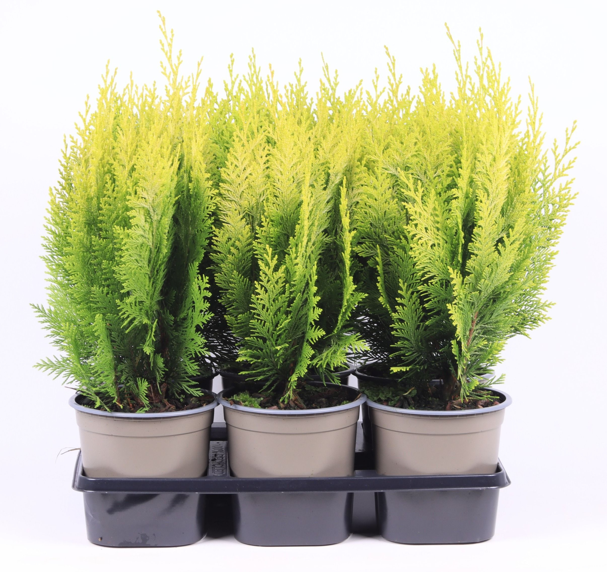 Chamaecyparis lawsoniana 'Stardust', D 15 cm