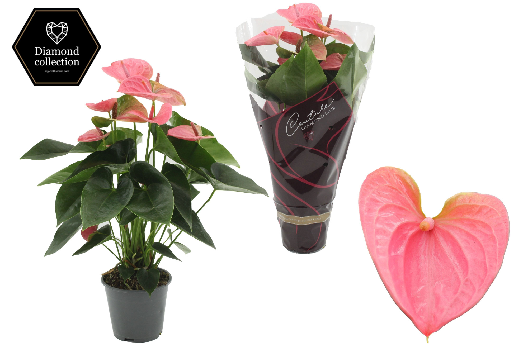 Anthurium 14 cm Sweet Dream in Couture Diamond Line Purple sleeve, D 14 cm