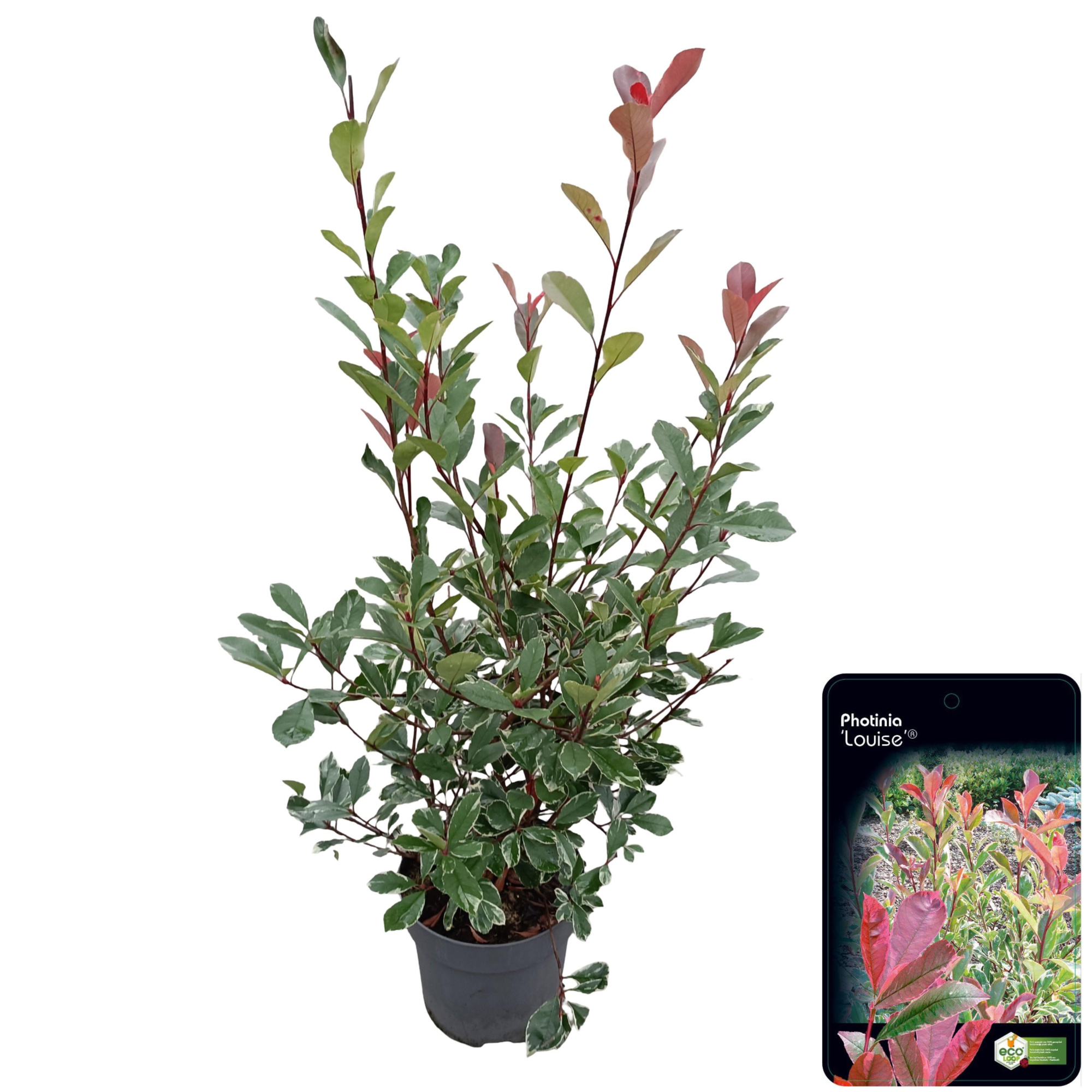 Photinia fraseri 'Louise'® C15, D 32 cm
