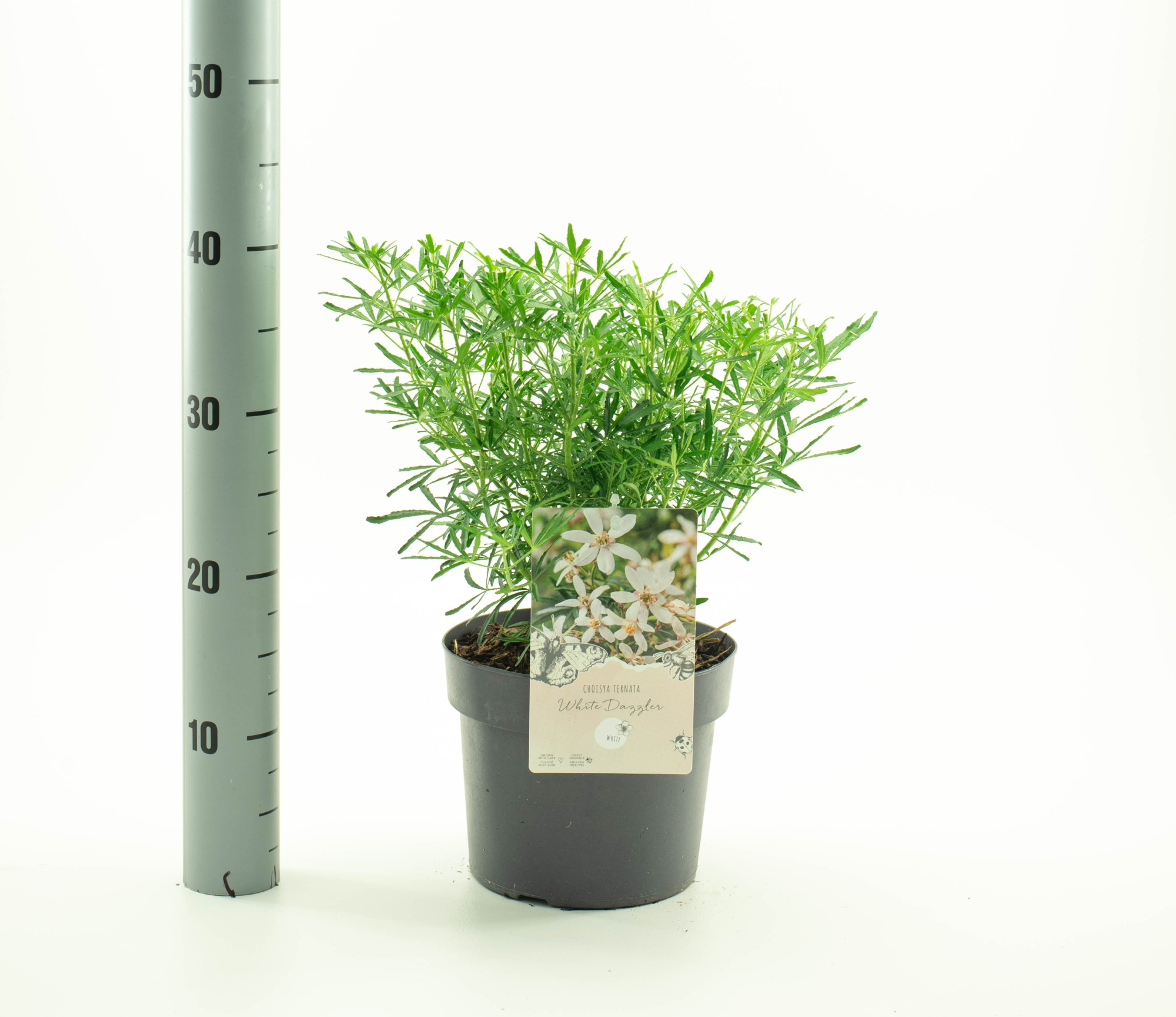 Choisya 'White Dazzler', D 19 cm