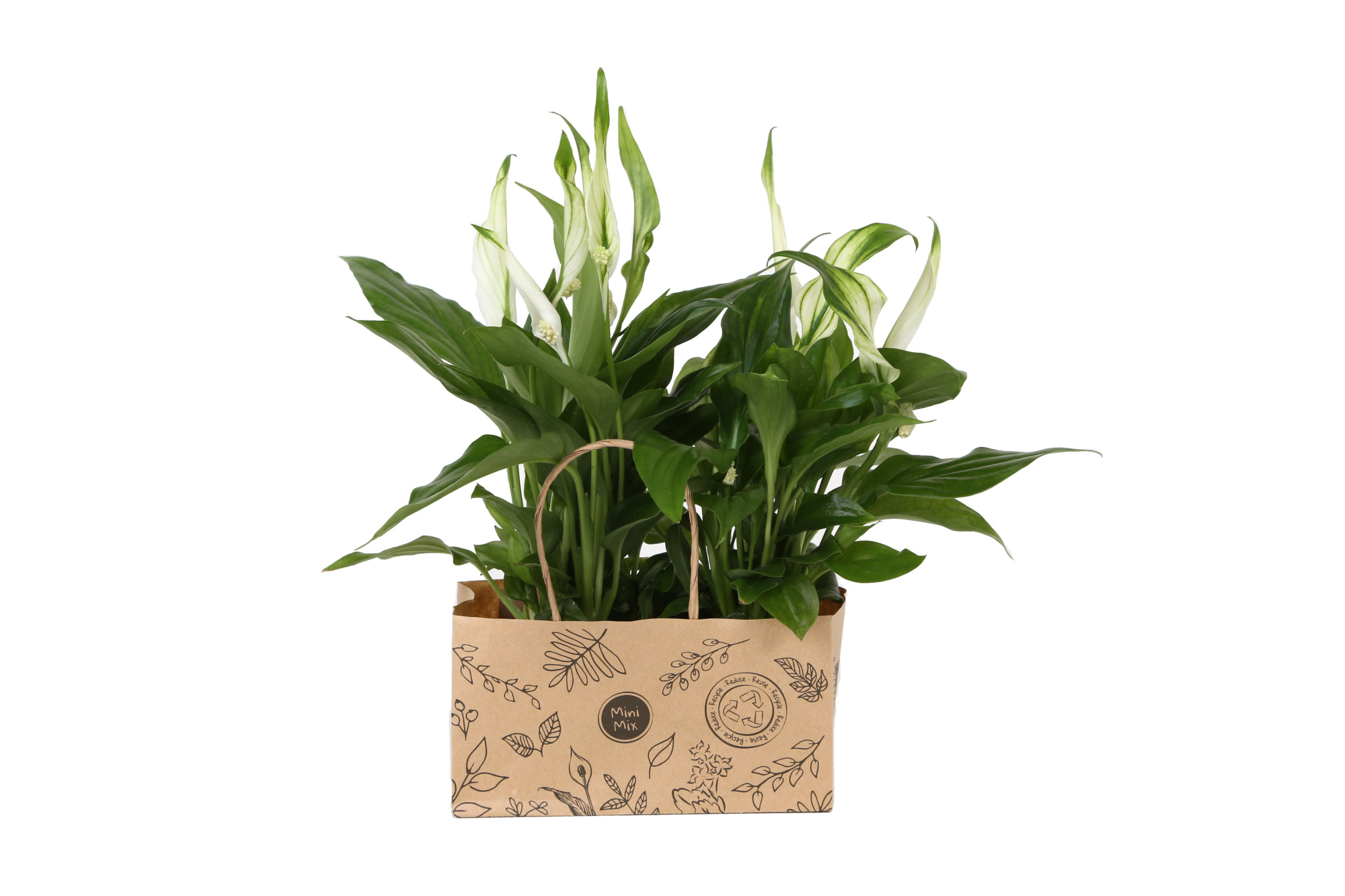 KP-825.4 - Spathiphyllum 7cm in duo kraft tas, D 7 cm