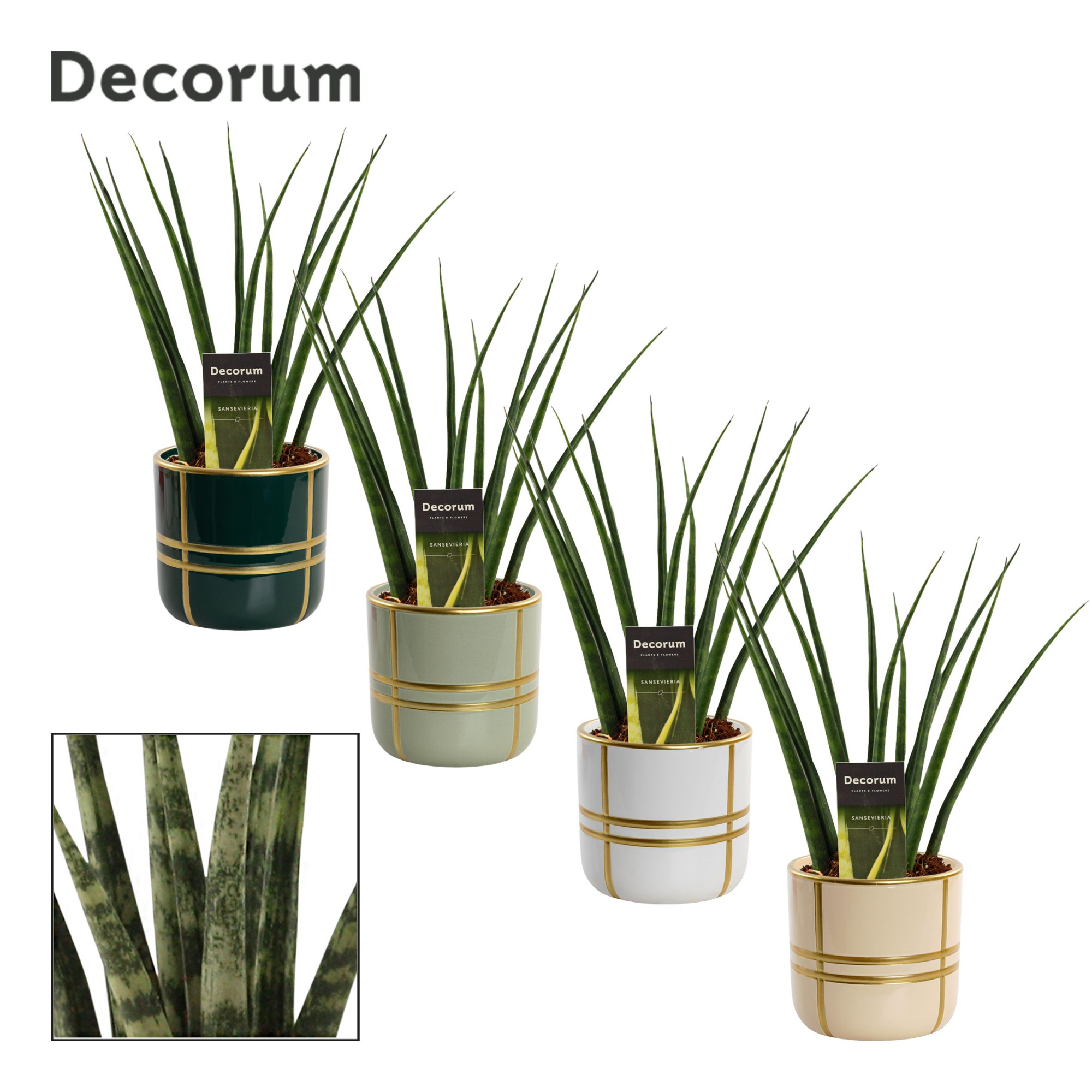 Sansevieria Fernwood 12 cm in Lauri (Top blend-collection), D 12 cm