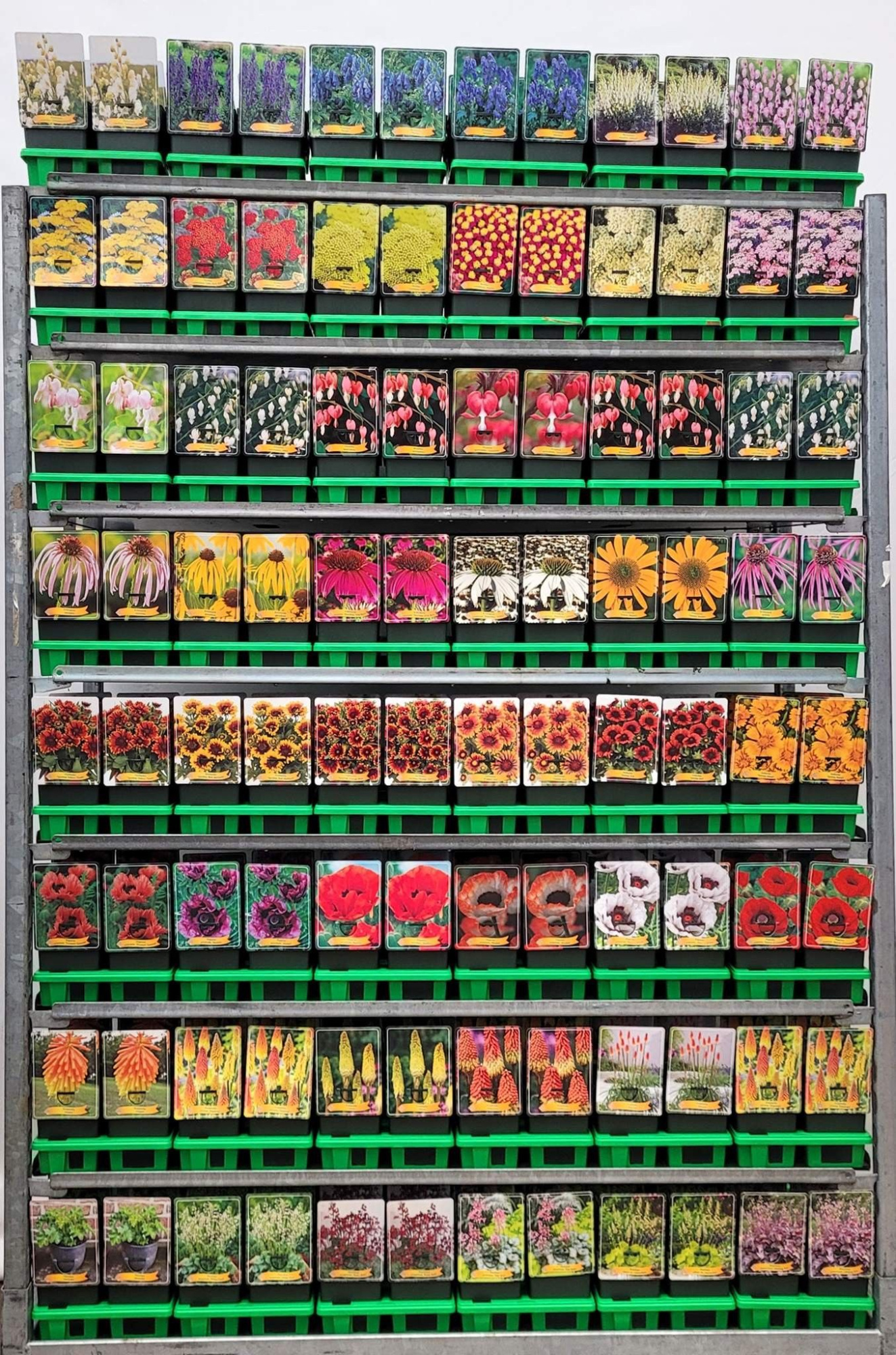 Vaste planten Mix CC P11, D 11