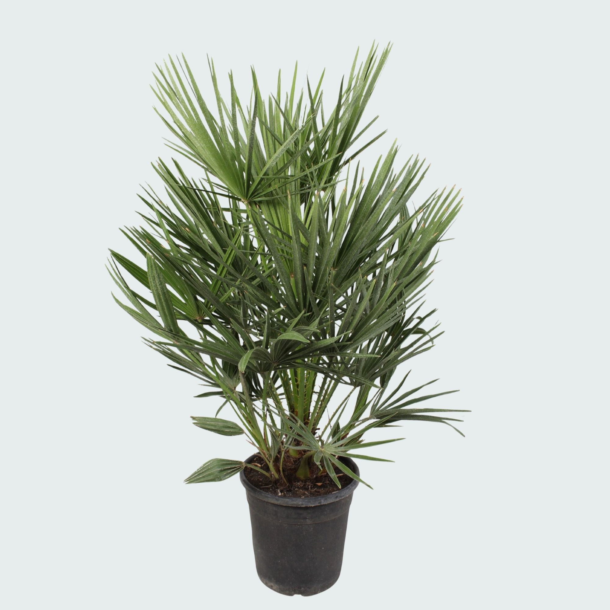 Chamaerops Humilis - 100 cm, D 21 cm