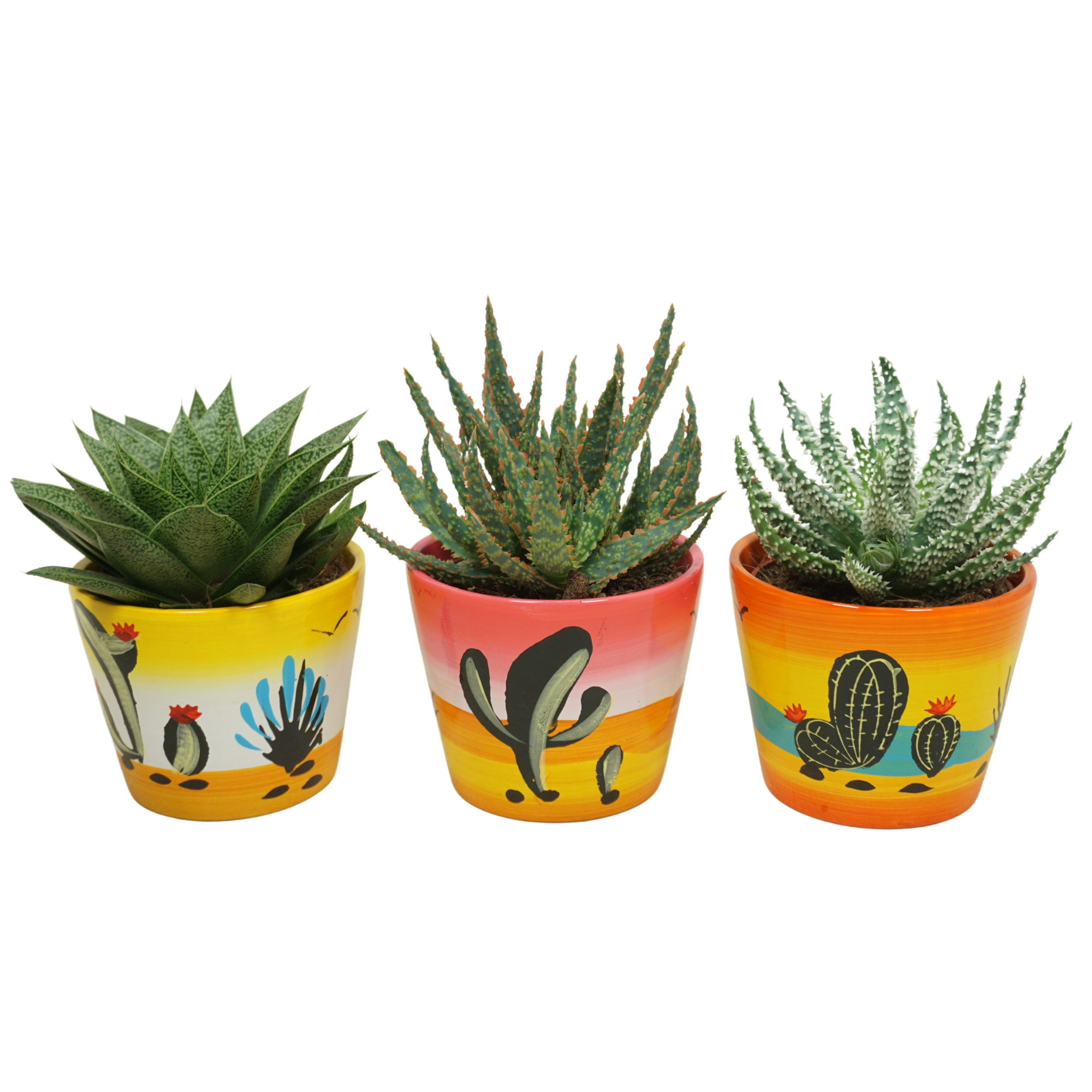 Aloë-Haworthia mix in 12 cm 'Decorpot', D 10,5 cm