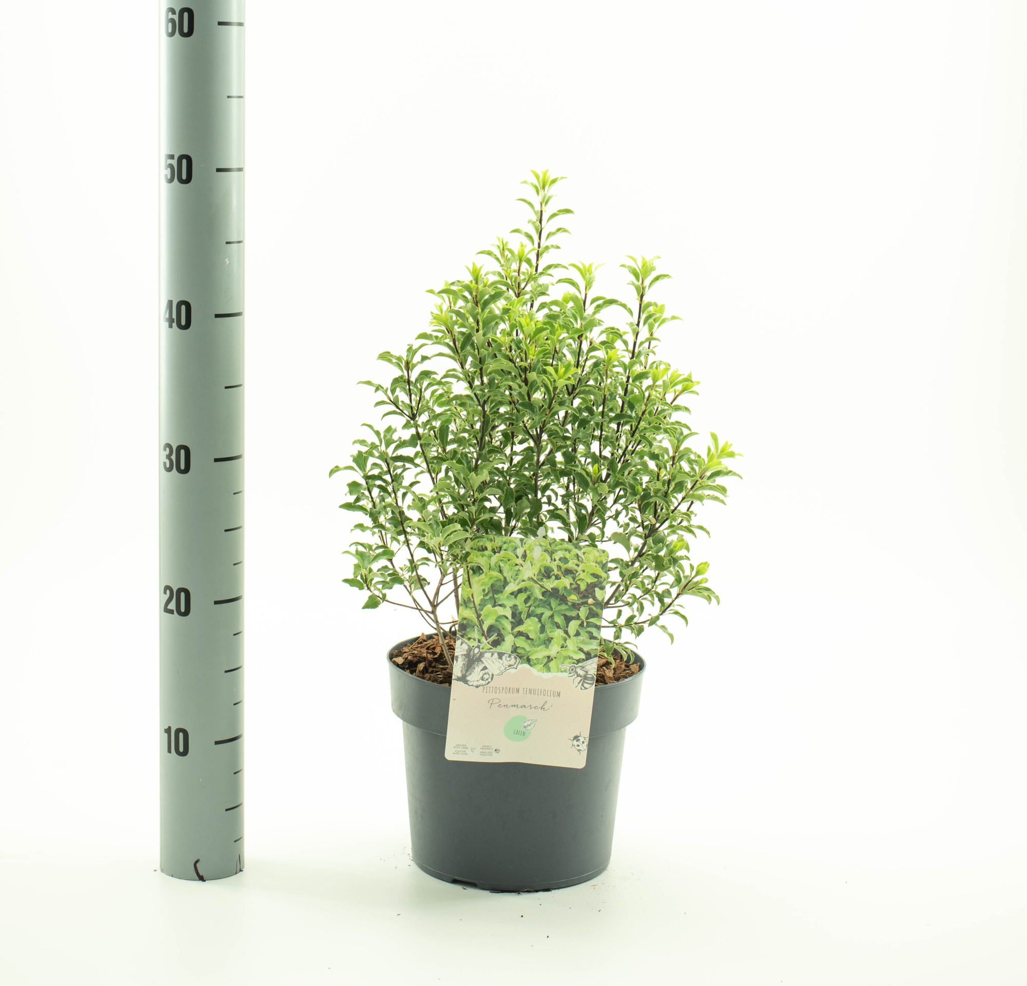 Pittosporum ten. 'Penmarch', D 19 cm