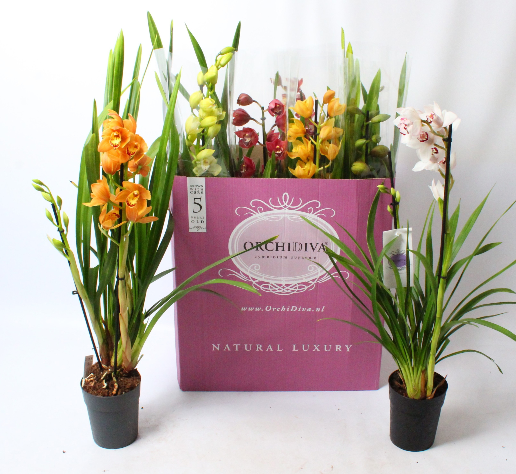 Cymbidium kleuren mix 2 tak, D 14