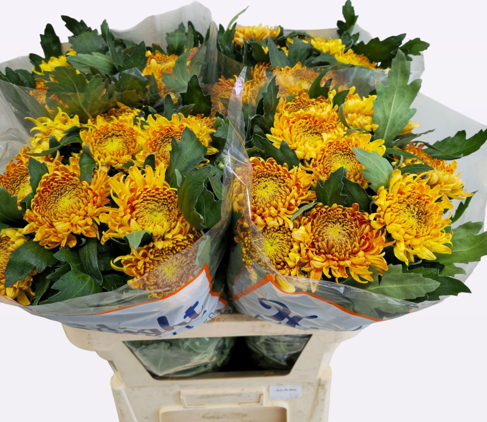 Хризантема од. Бислет Бронз 80, шт.