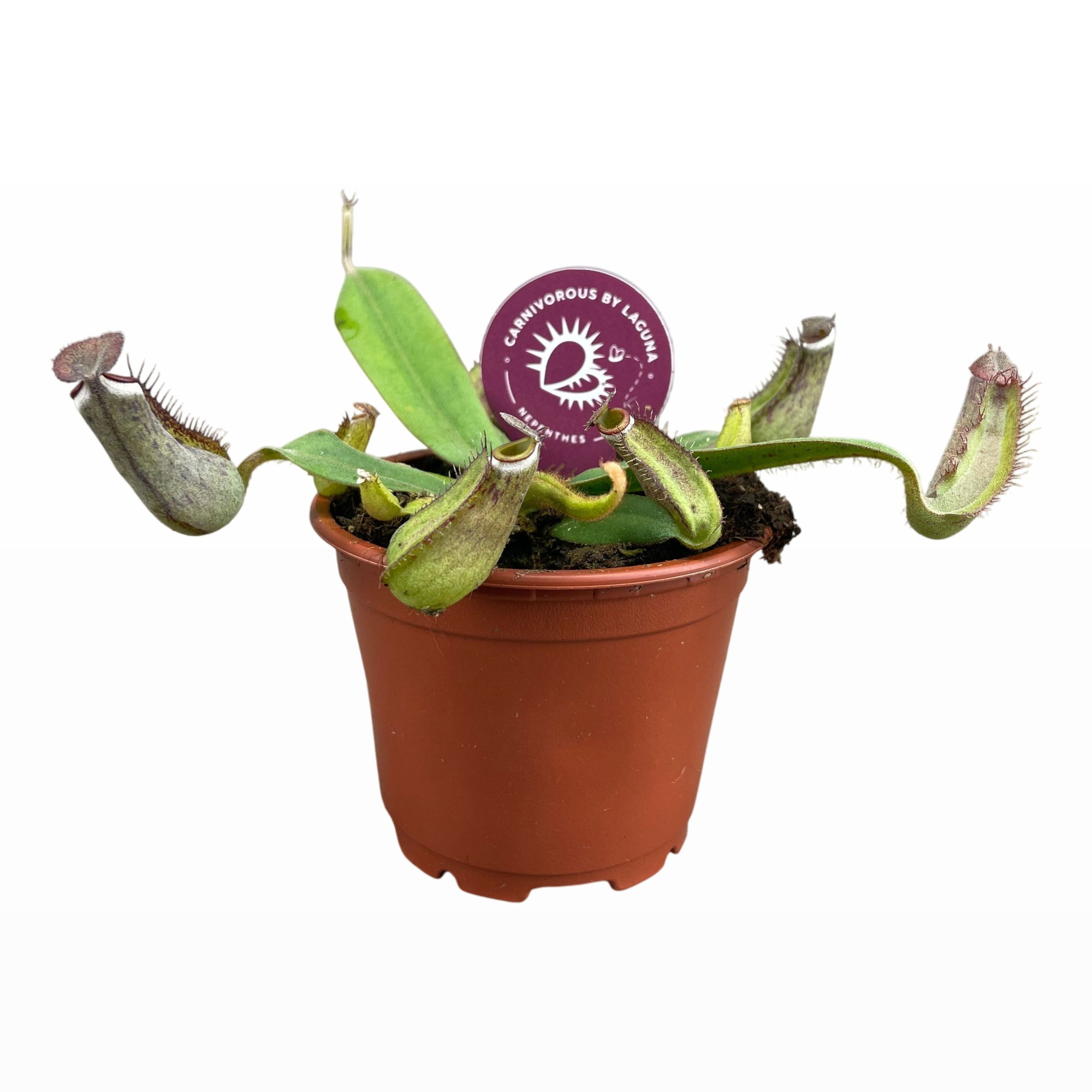 Nepenthes Albomarginata 8,5 cm, D 8,5 cm