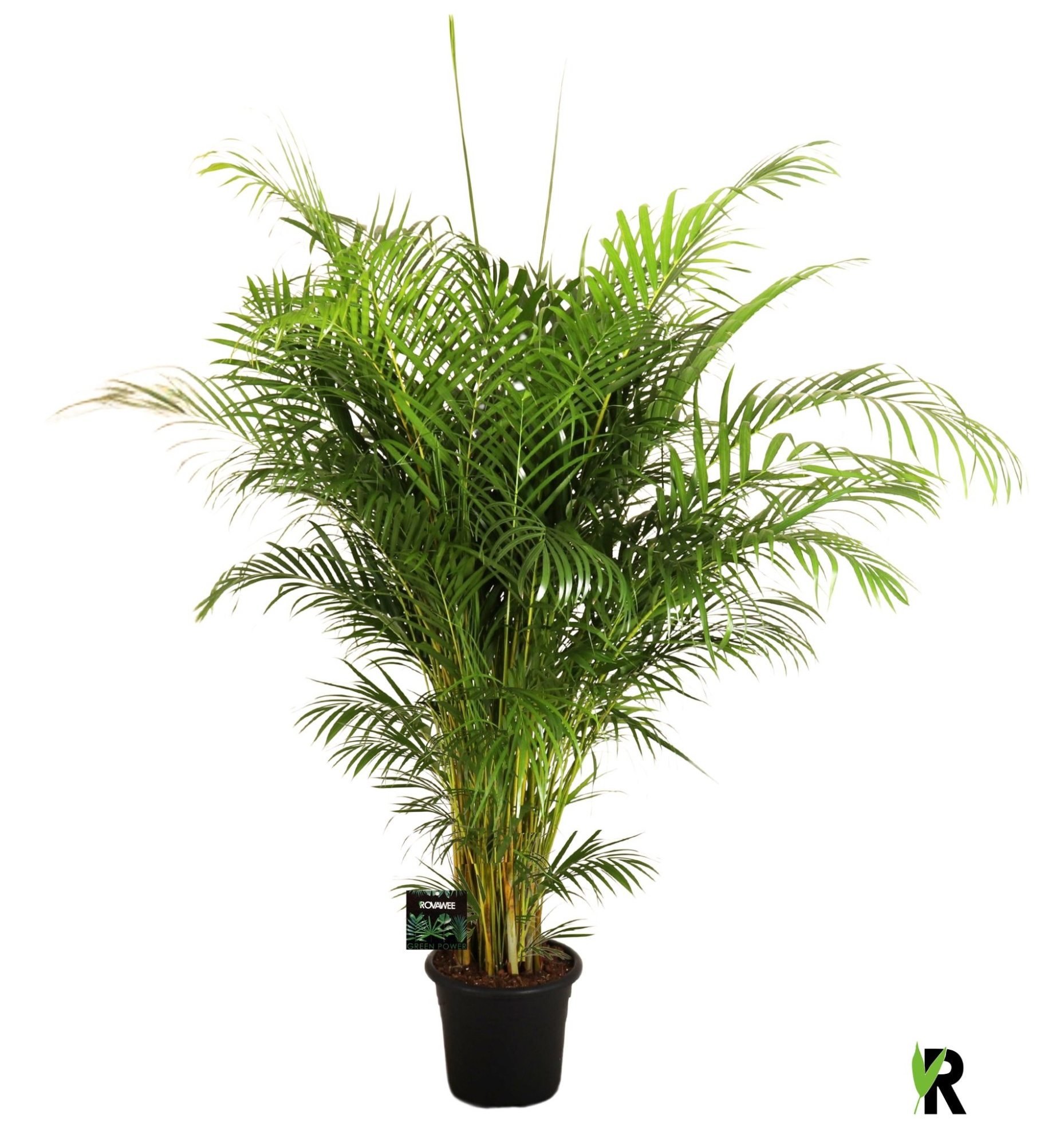 Dypsis lutescens, D 32 cm