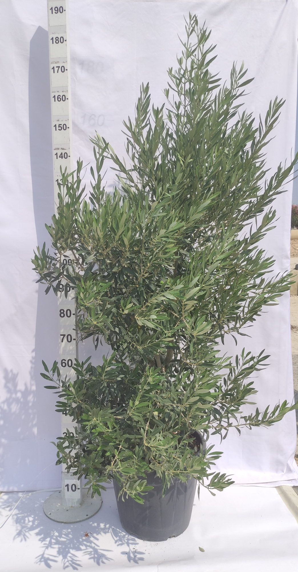 Olea Europaea, D 40 cm