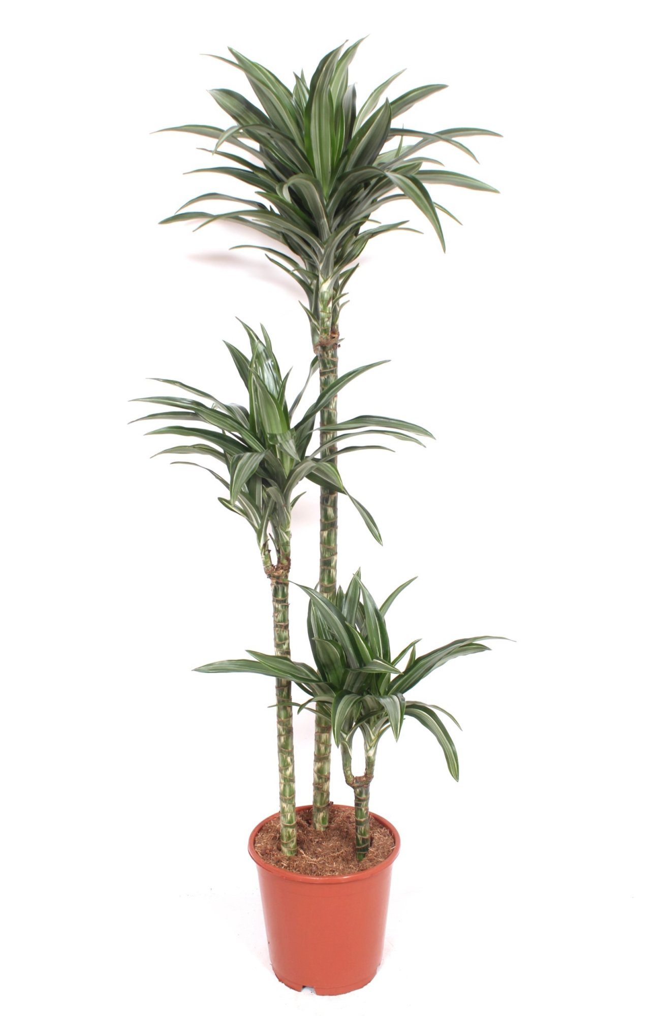 Dracaena Ulises 90-60-30, D 24