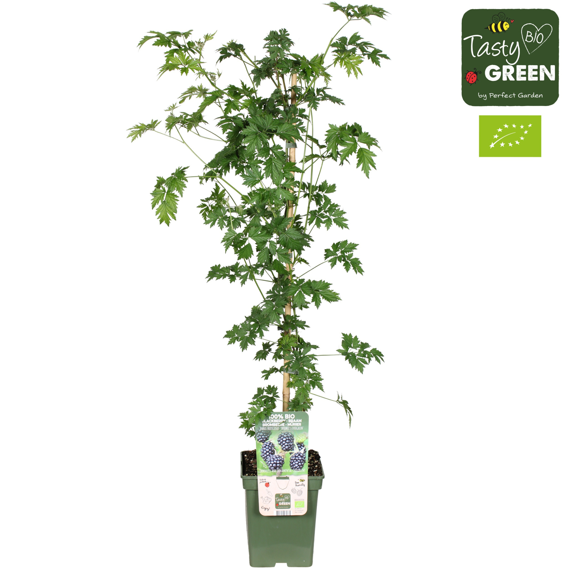 Rubus fruticosus 'Thornless Evergreen' Bio P23, D 23 cm