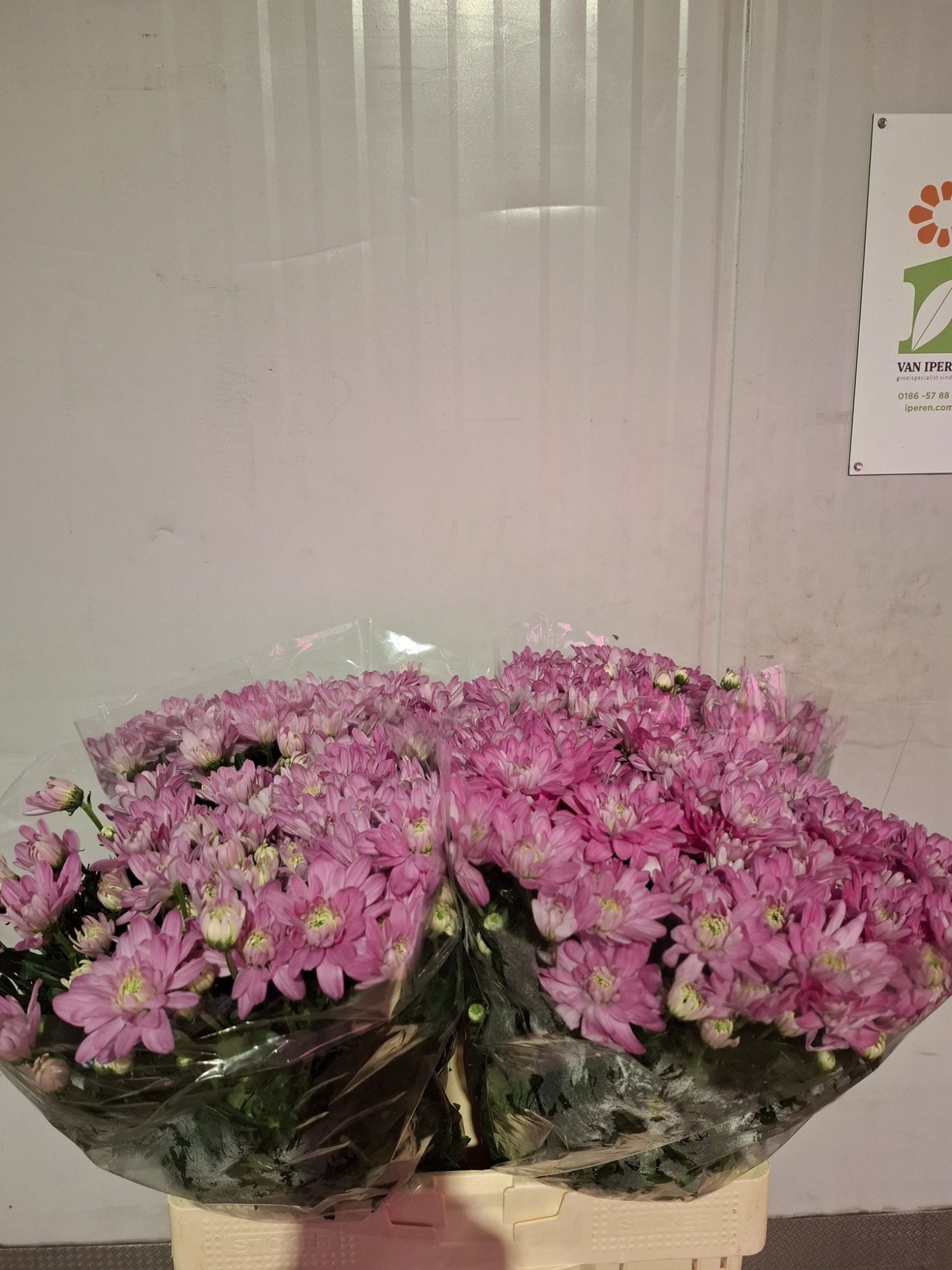 Хризантема куст. Балтика Пинк 60, шт.