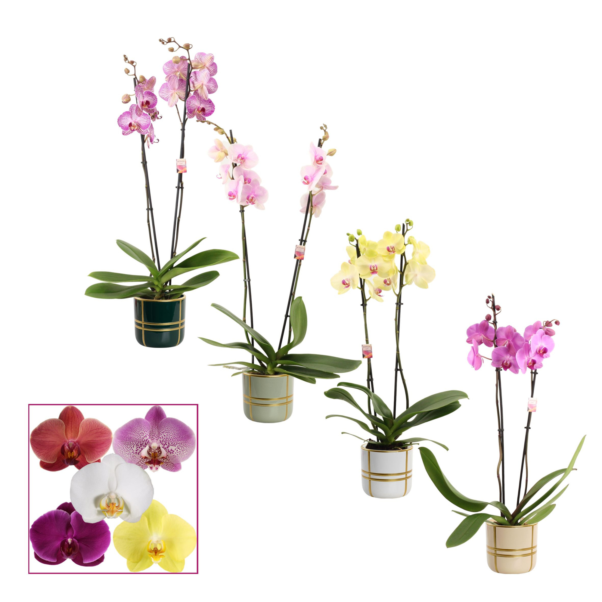 Phalaenopsis 2 tak 14+ mix in Lauri (Top blend-collection), D 12 cm