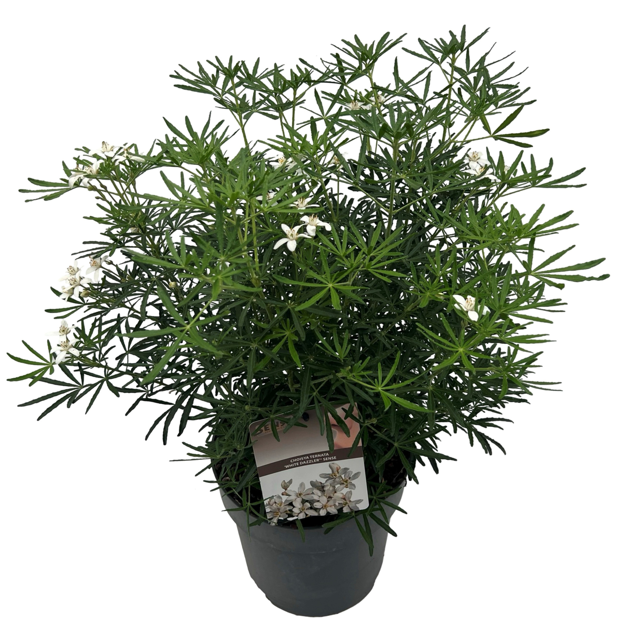 Choisya tern. 'White Dazzler' ® sense, D 23 cm