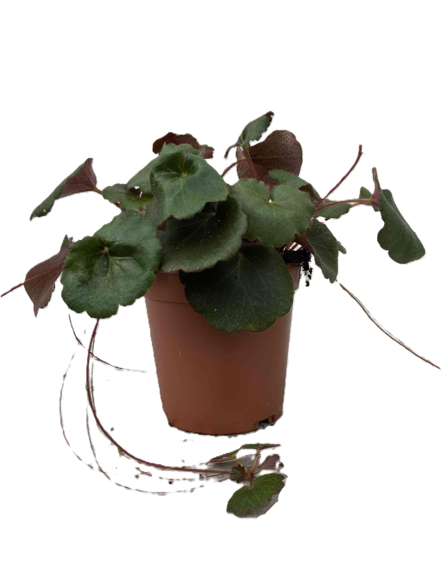 SAXIFRAGA STOLONIFERA 'Dark green', D 11