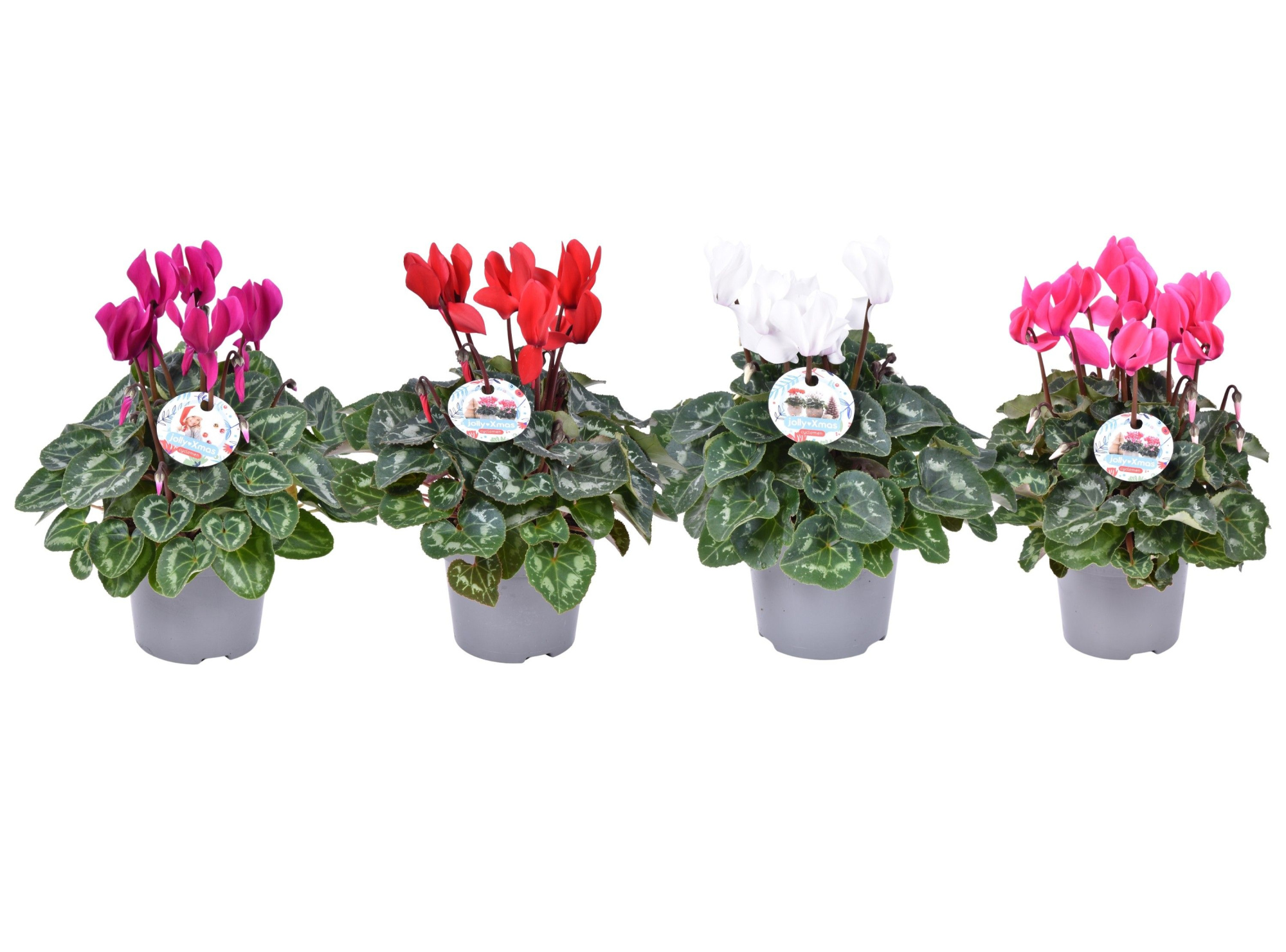 Cycl MIDI mix+KERSTetiket, D 12 cm