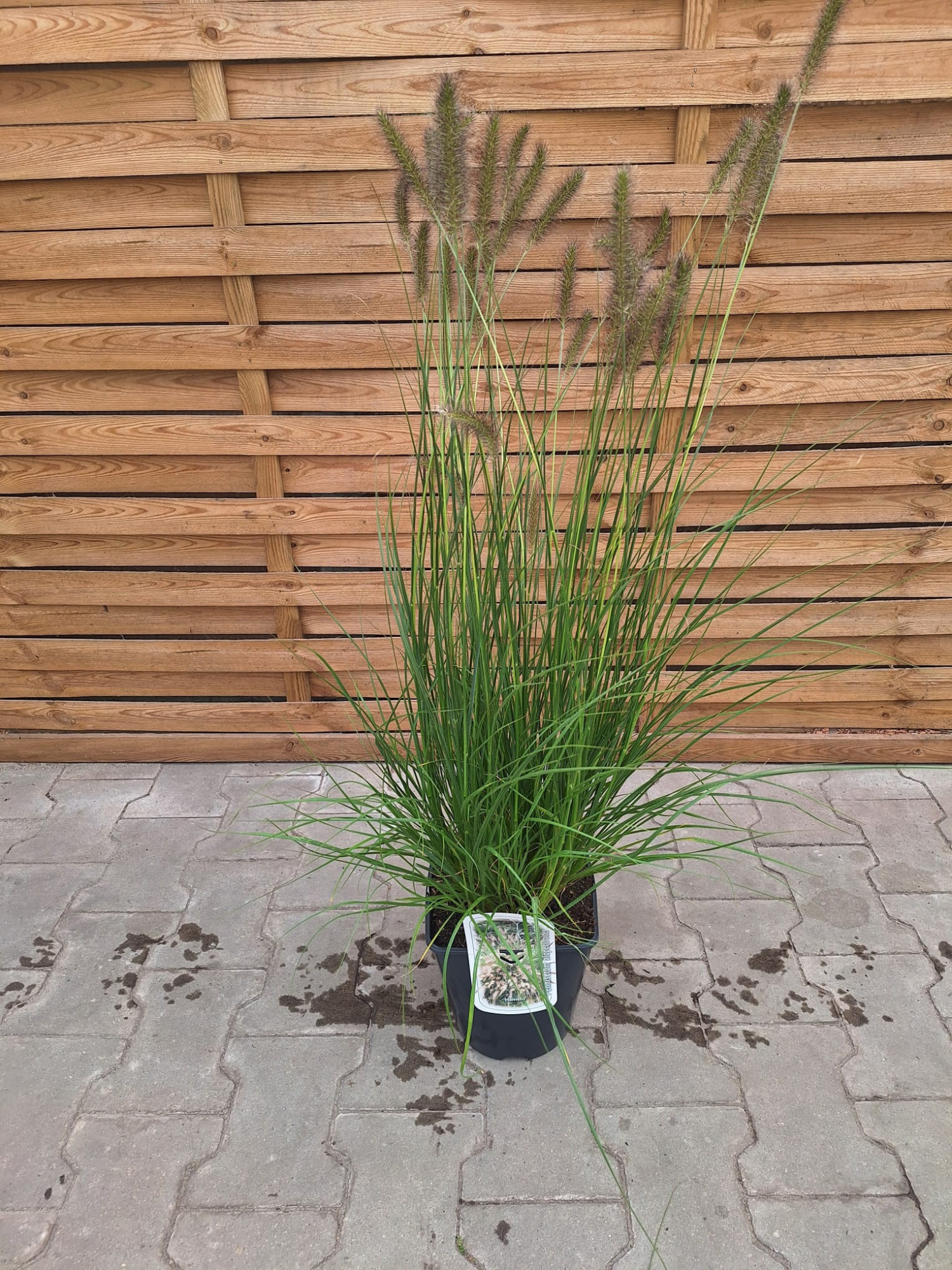 Pennisetum alop. Hameln 5L VR, D 23 cm