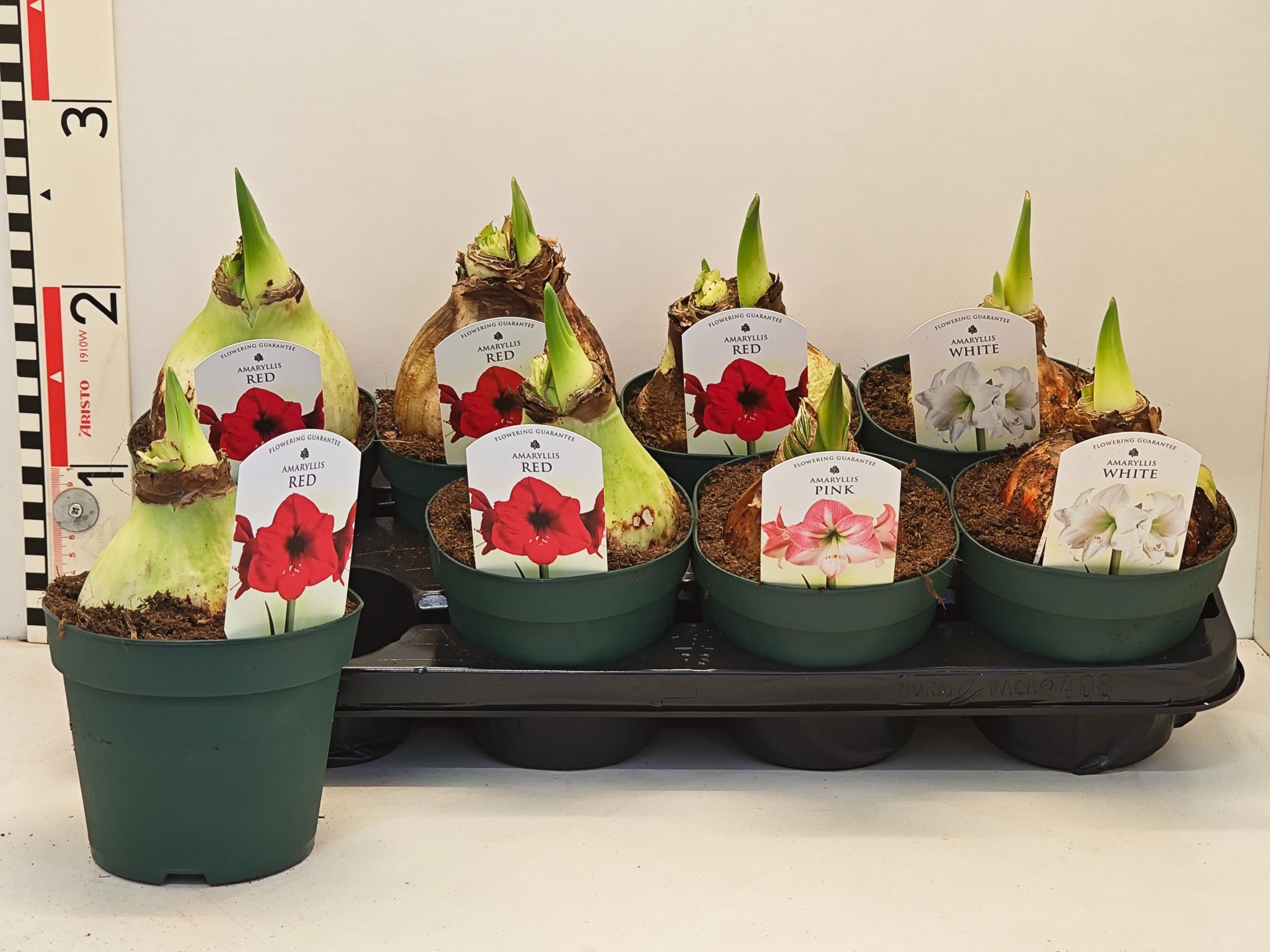 Amaryllis 14 cm pot 1 steel Mixed + Etiket 4srt, D 14 cm