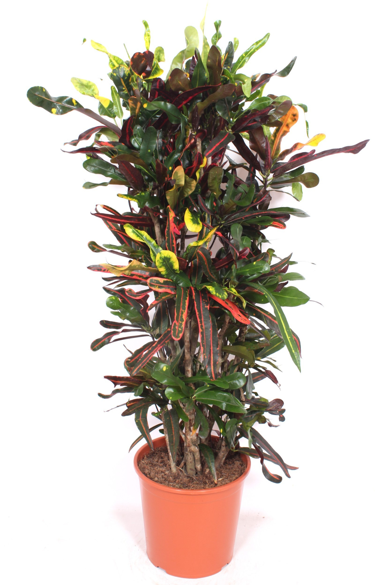 Codiaeum Mammi (Croton Mammi), D 30 cm