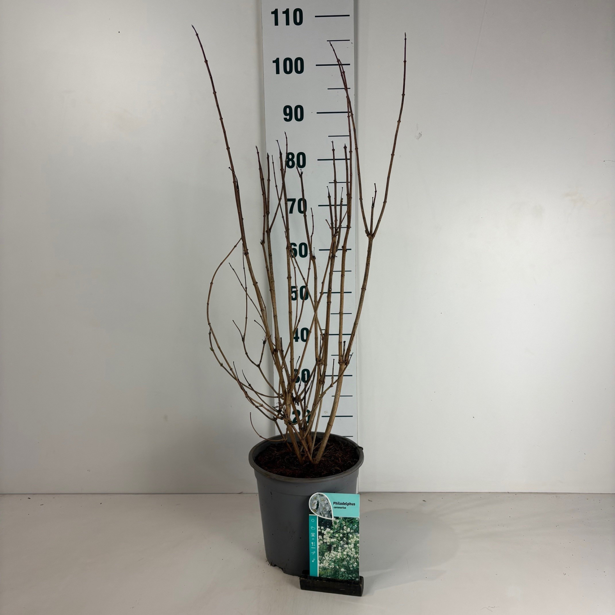 Philadelphus coronarius, D 24